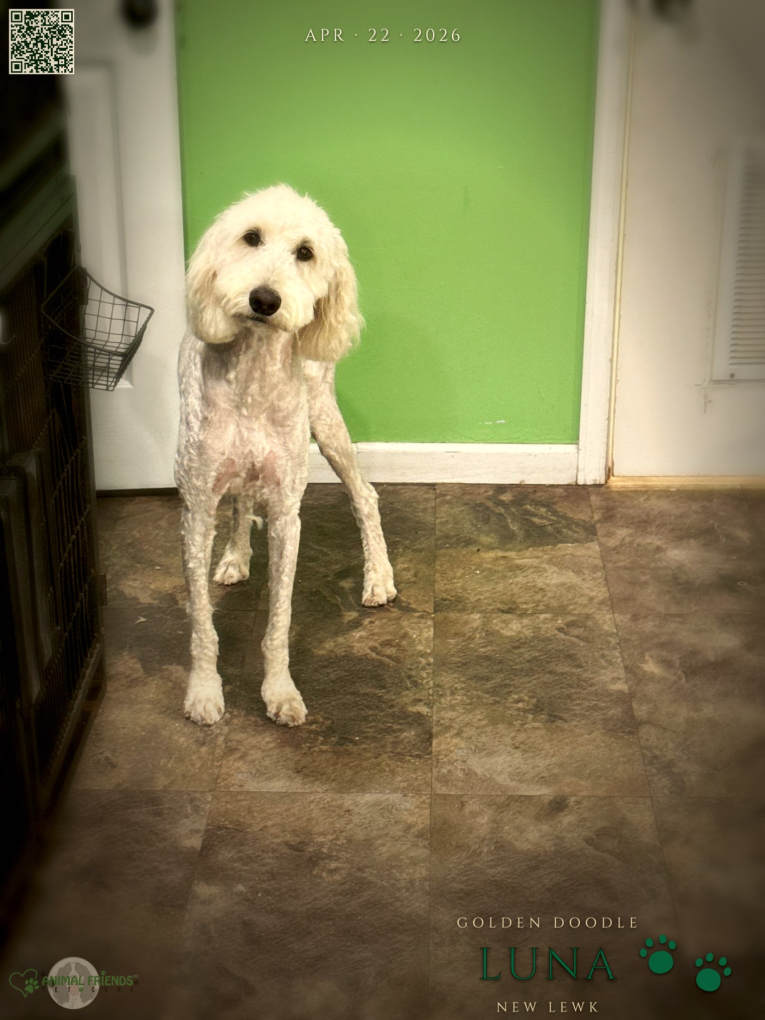 Luna - Grooming at Animal Friends Pet Care