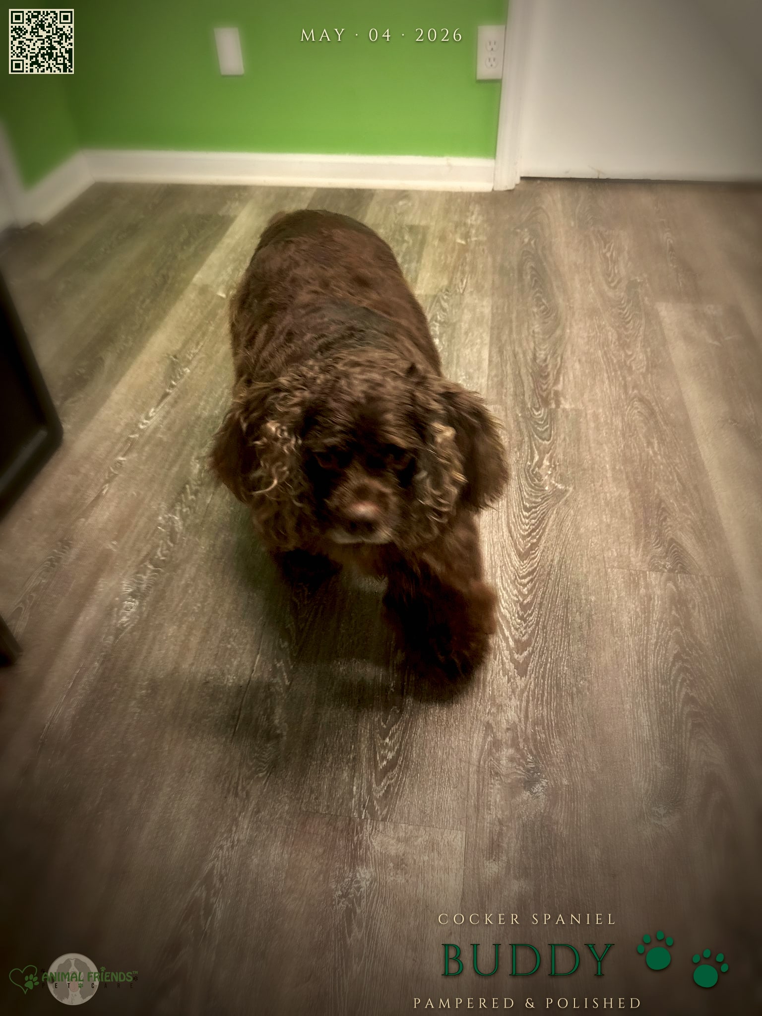 Buddy - Grooming at Animal Friends Pet Care