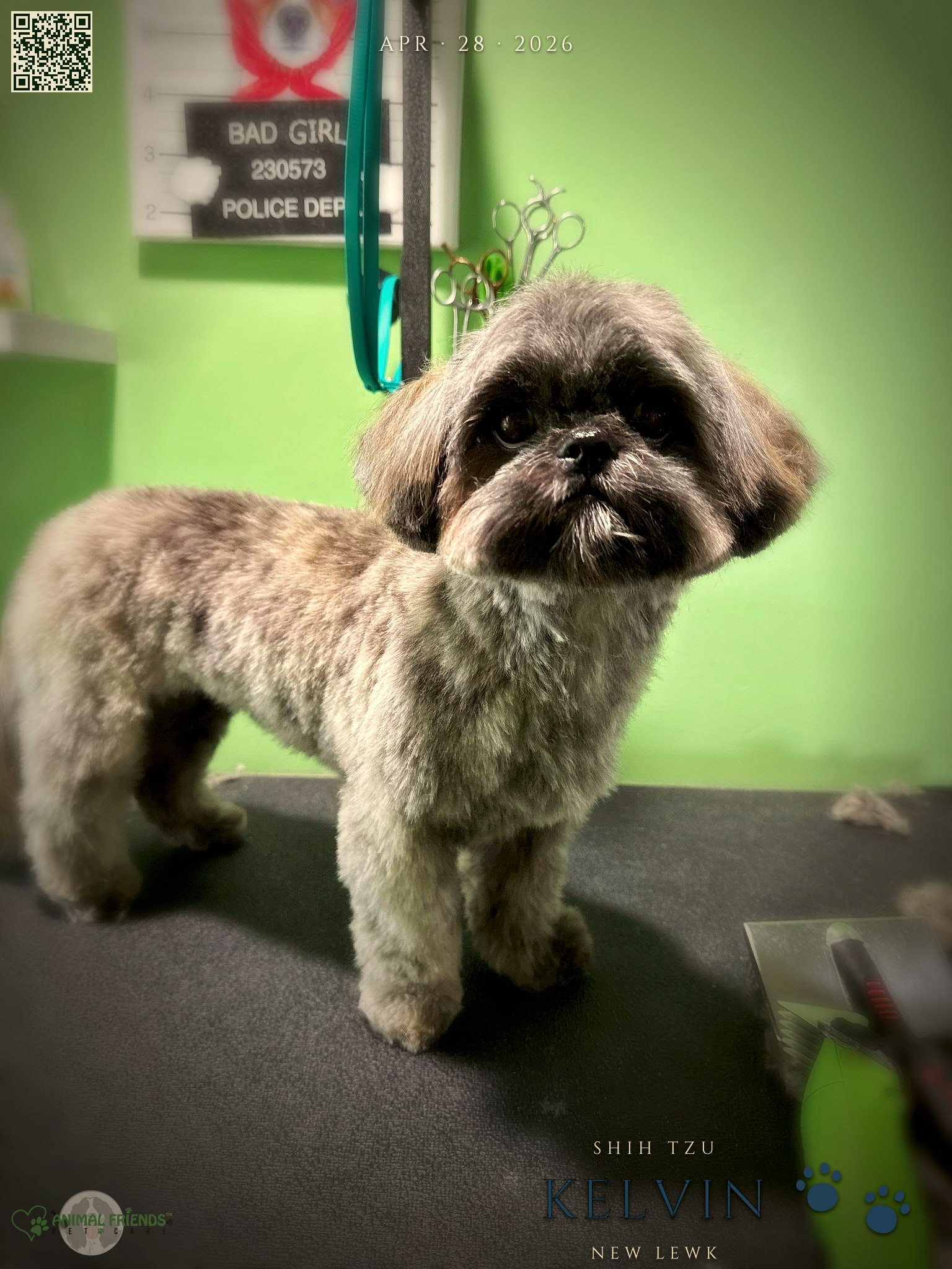 Kelvin - Grooming at Animal Friends Pet Care