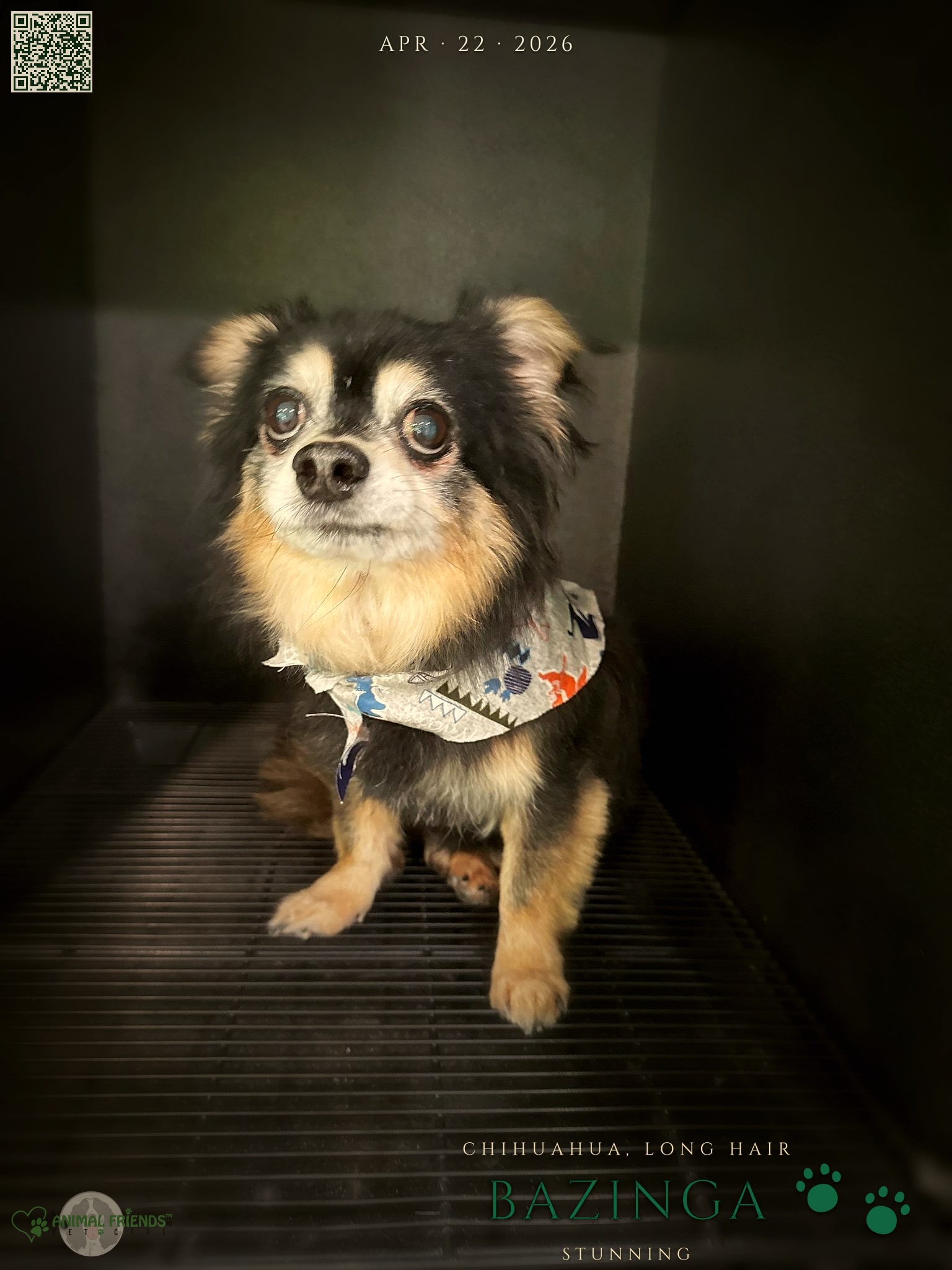 Bazinga - Grooming at Animal Friends Pet Care