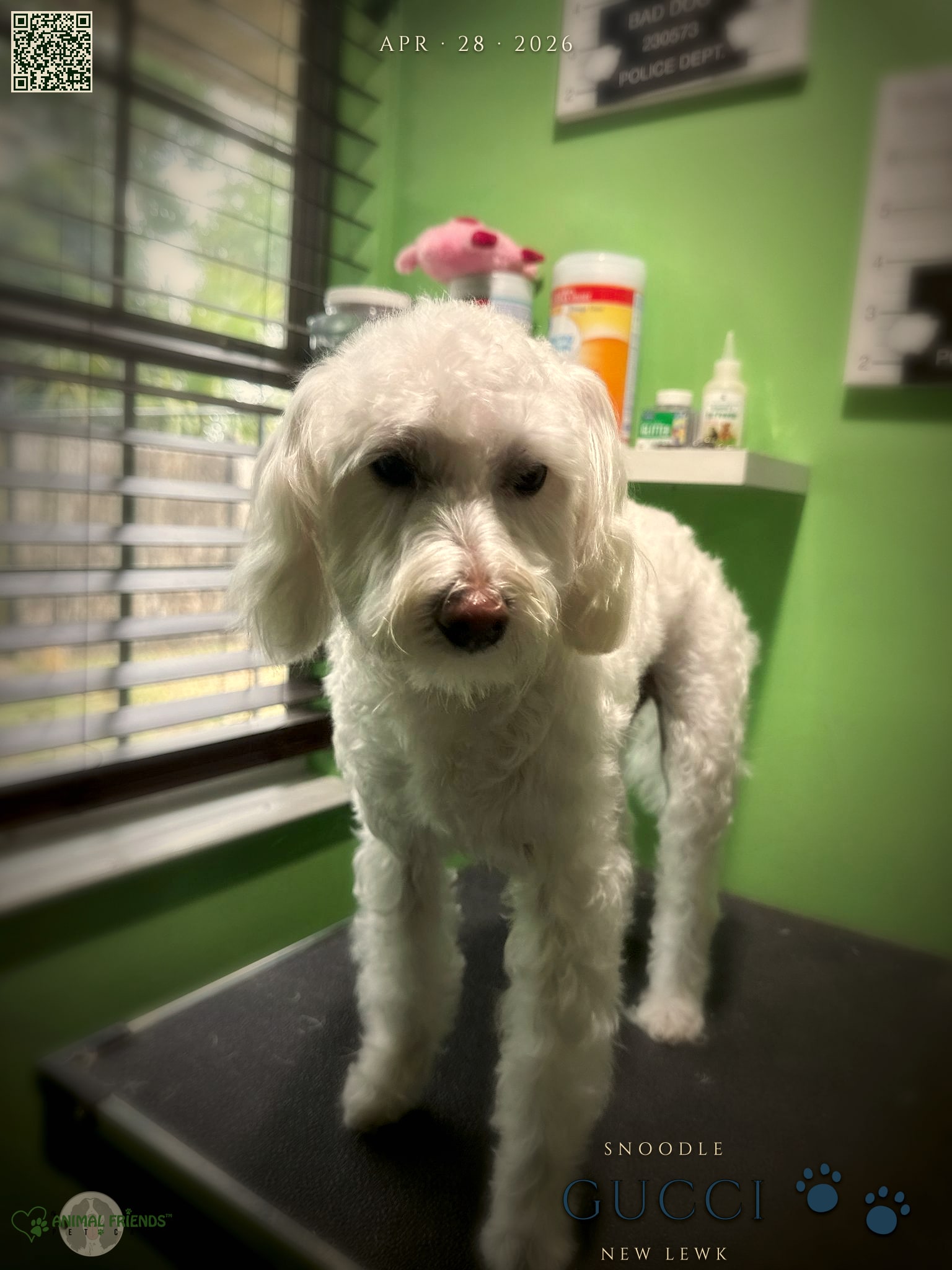 Gucci - Grooming at Animal Friends Pet Care