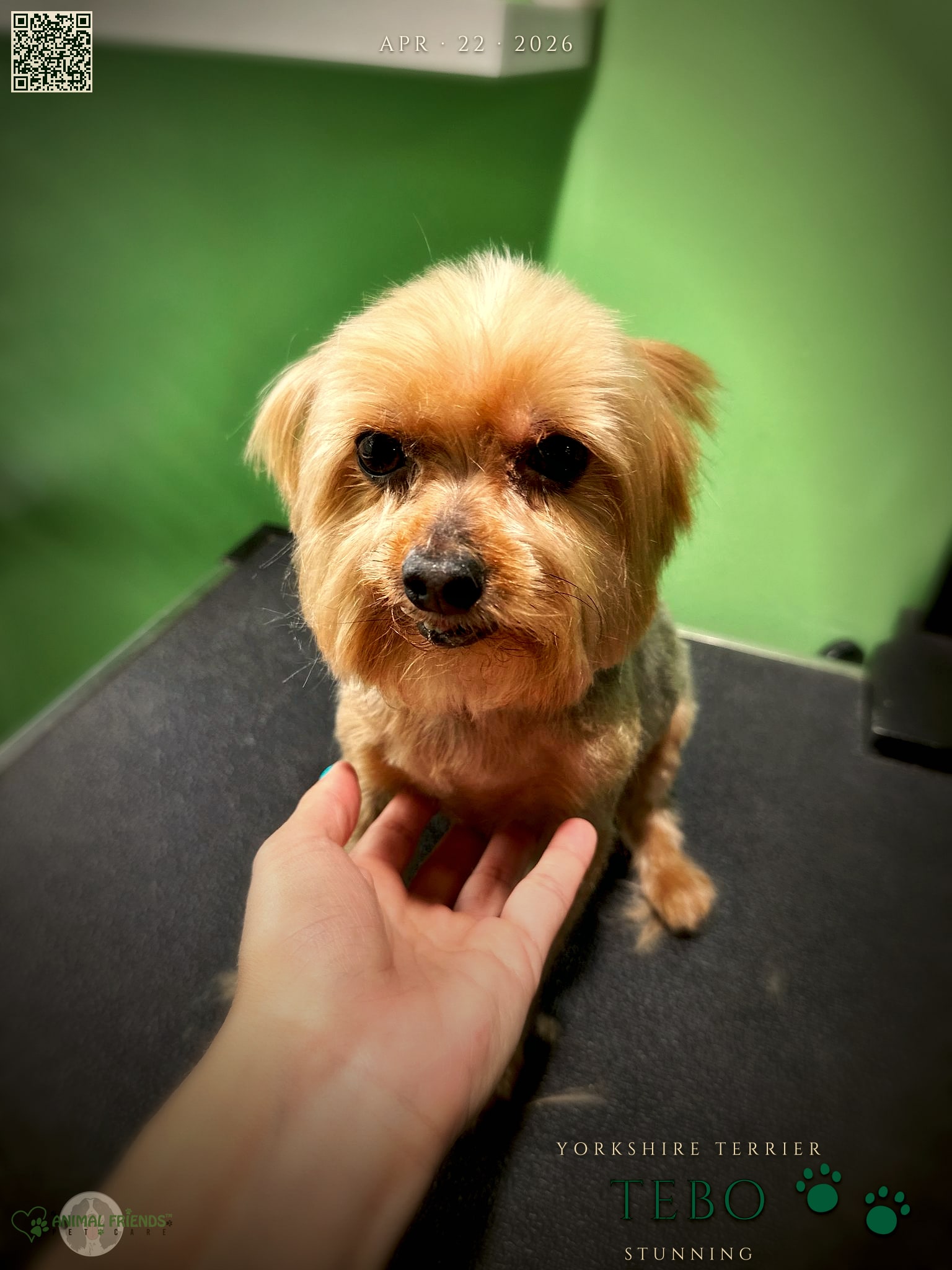 Tebo - Grooming at Animal Friends Pet Care