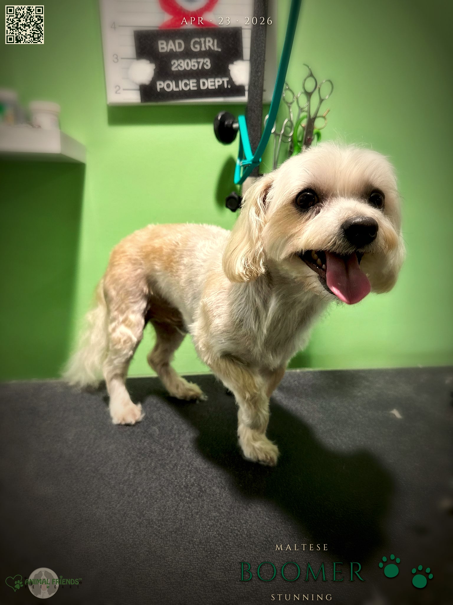 Boomer - Grooming at Animal Friends Pet Care