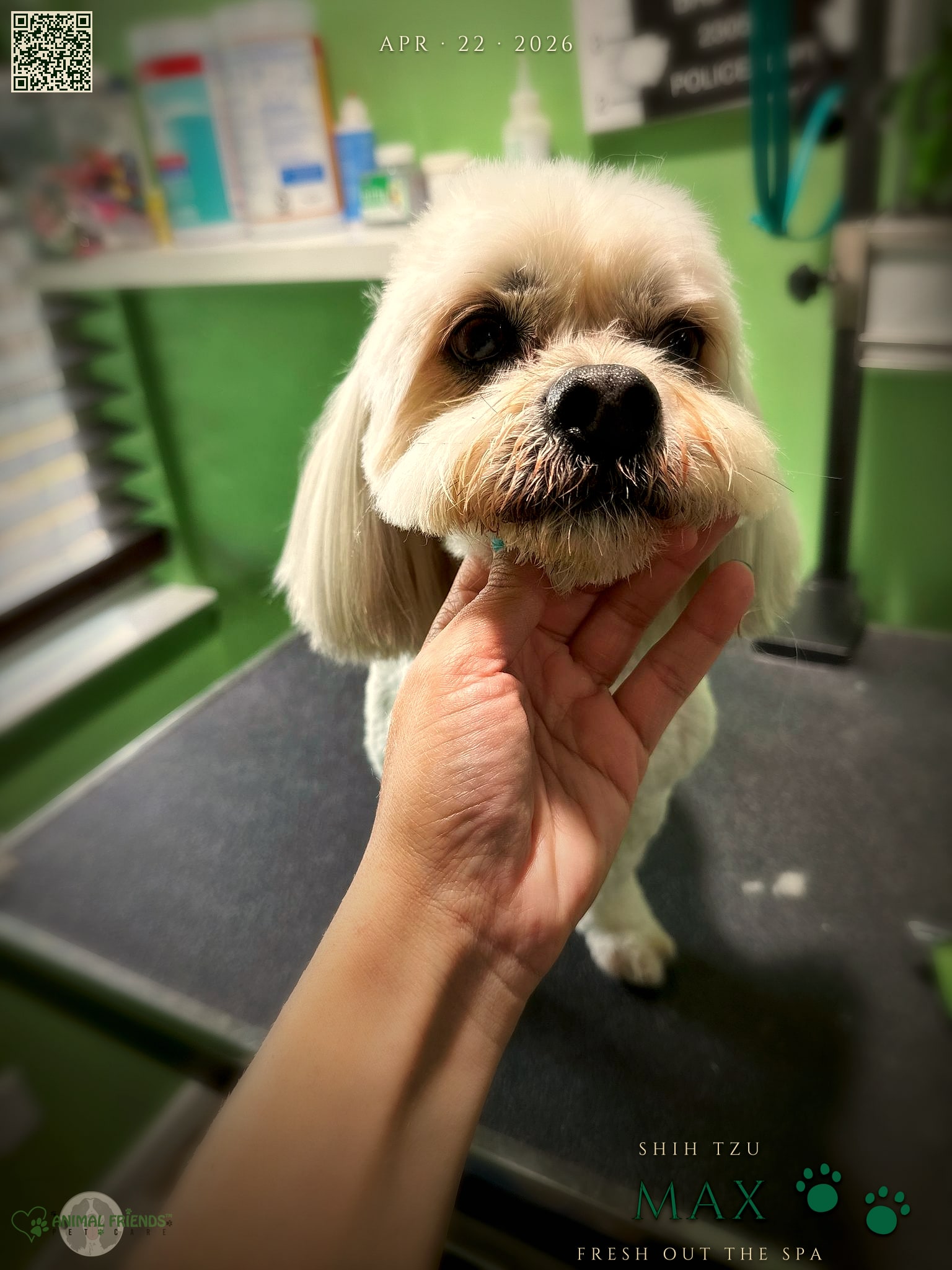 Max - Grooming at Animal Friends Pet Care