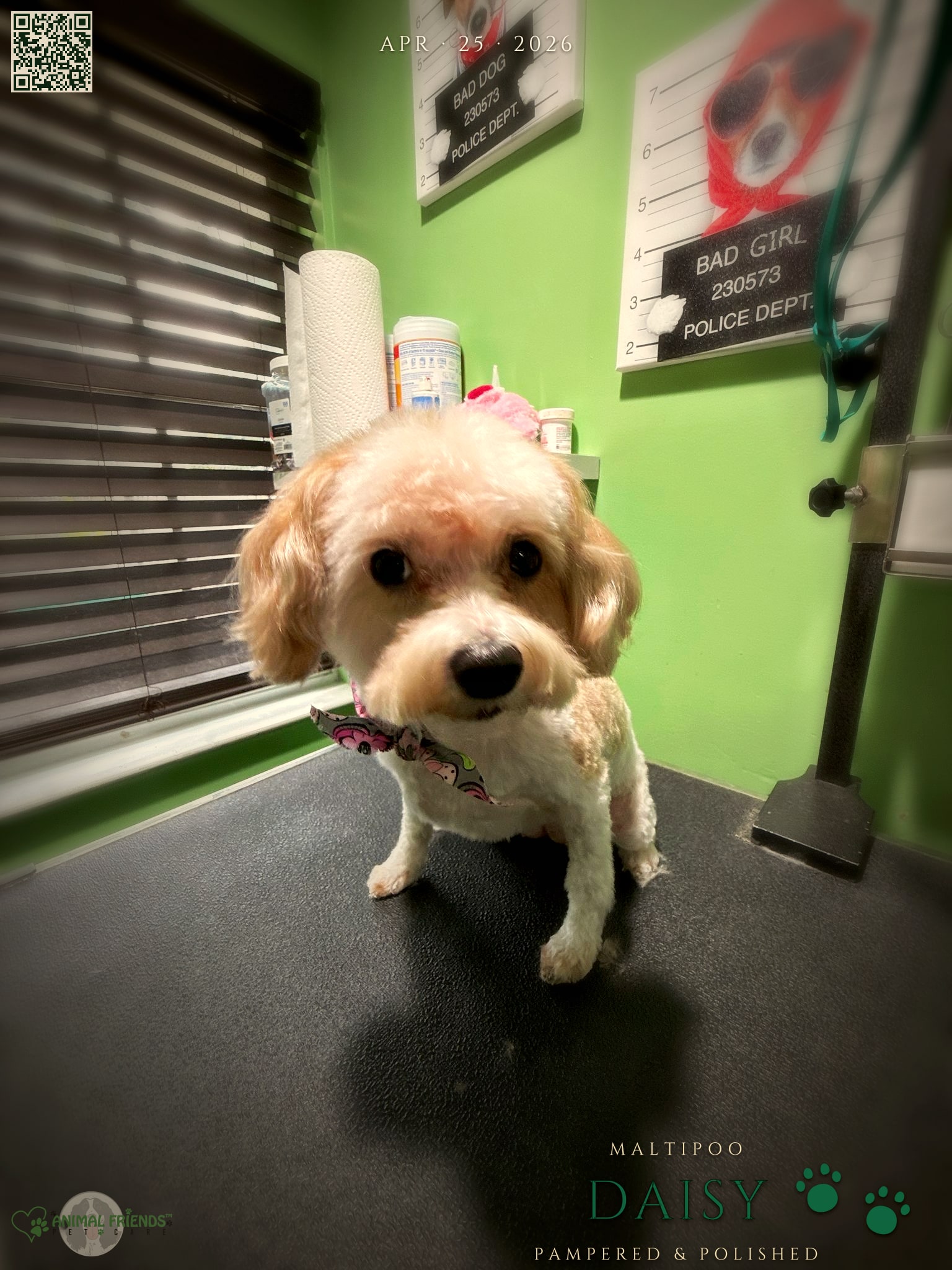 Daisy - Grooming at Animal Friends Pet Care