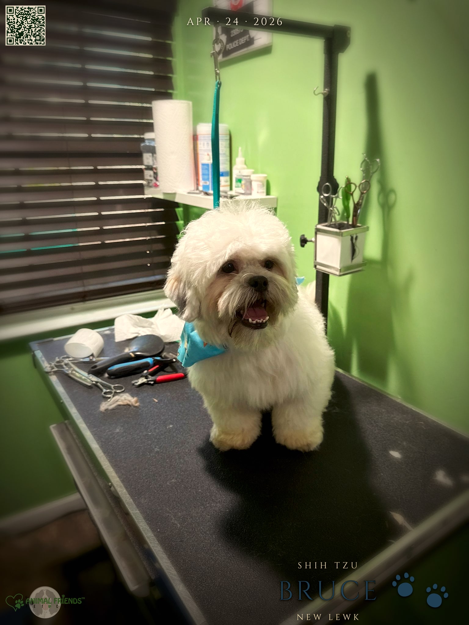 Bruce - Grooming at Animal Friends Pet Care