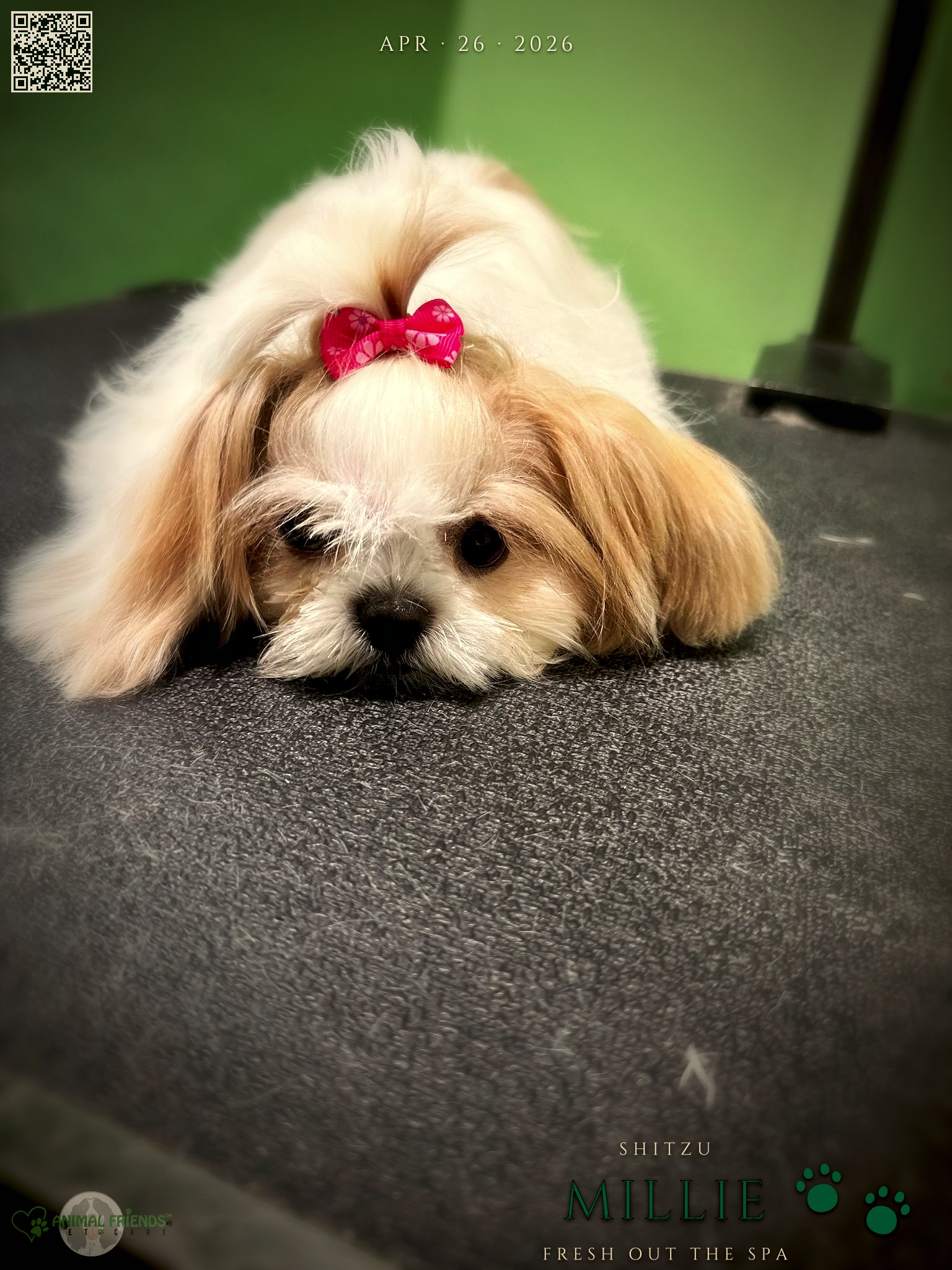 Millie - Grooming at Animal Friends Pet Care
