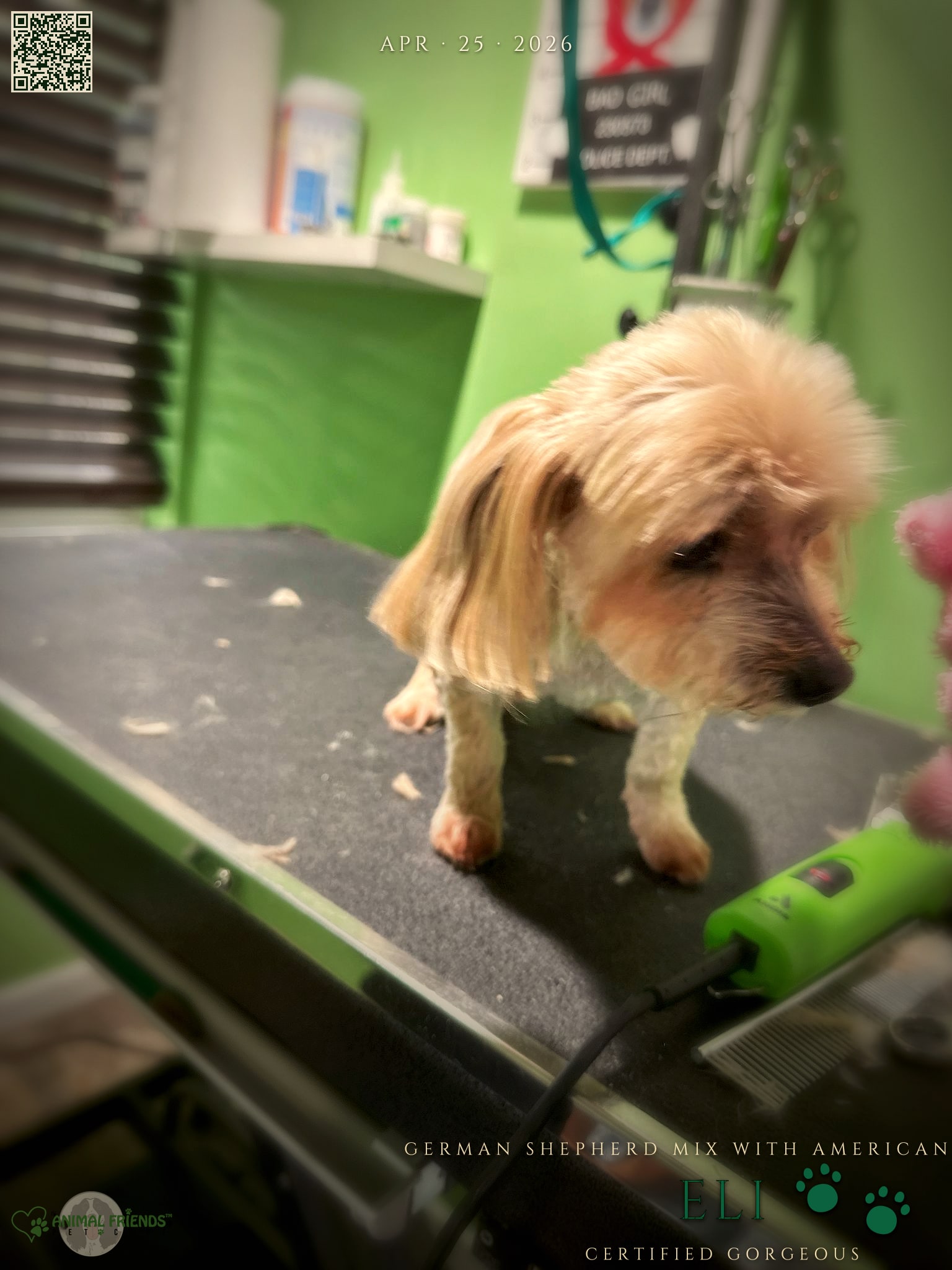 Eli - Grooming at Animal Friends Pet Care