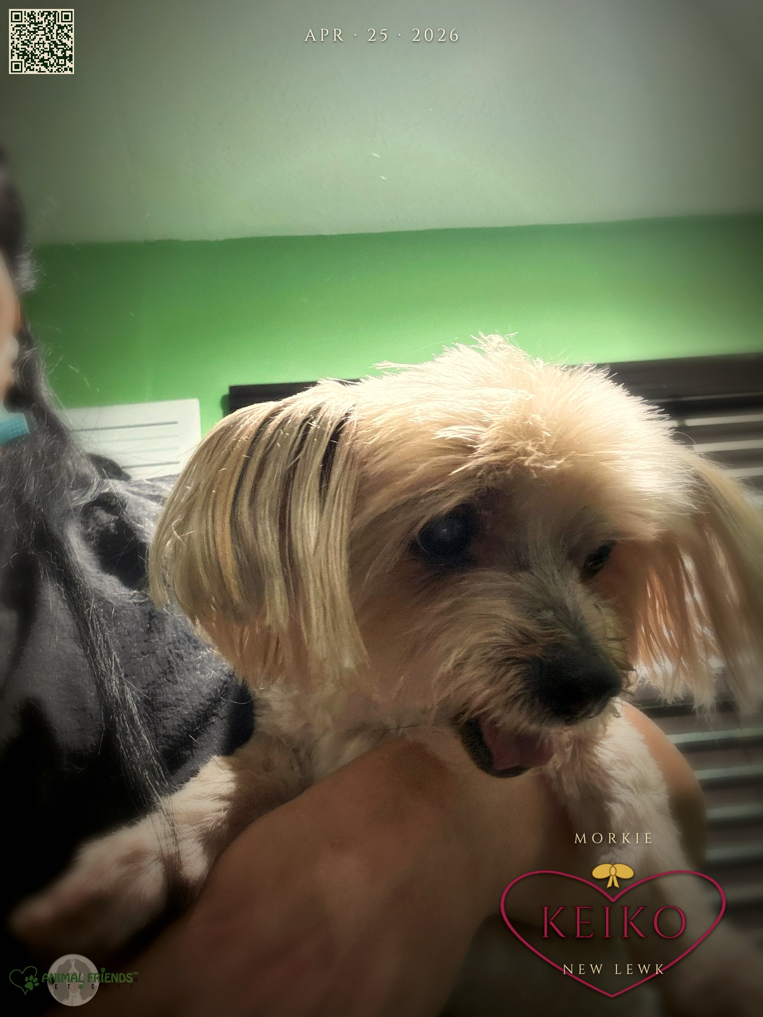 Keiko - Grooming at Animal Friends Pet Care