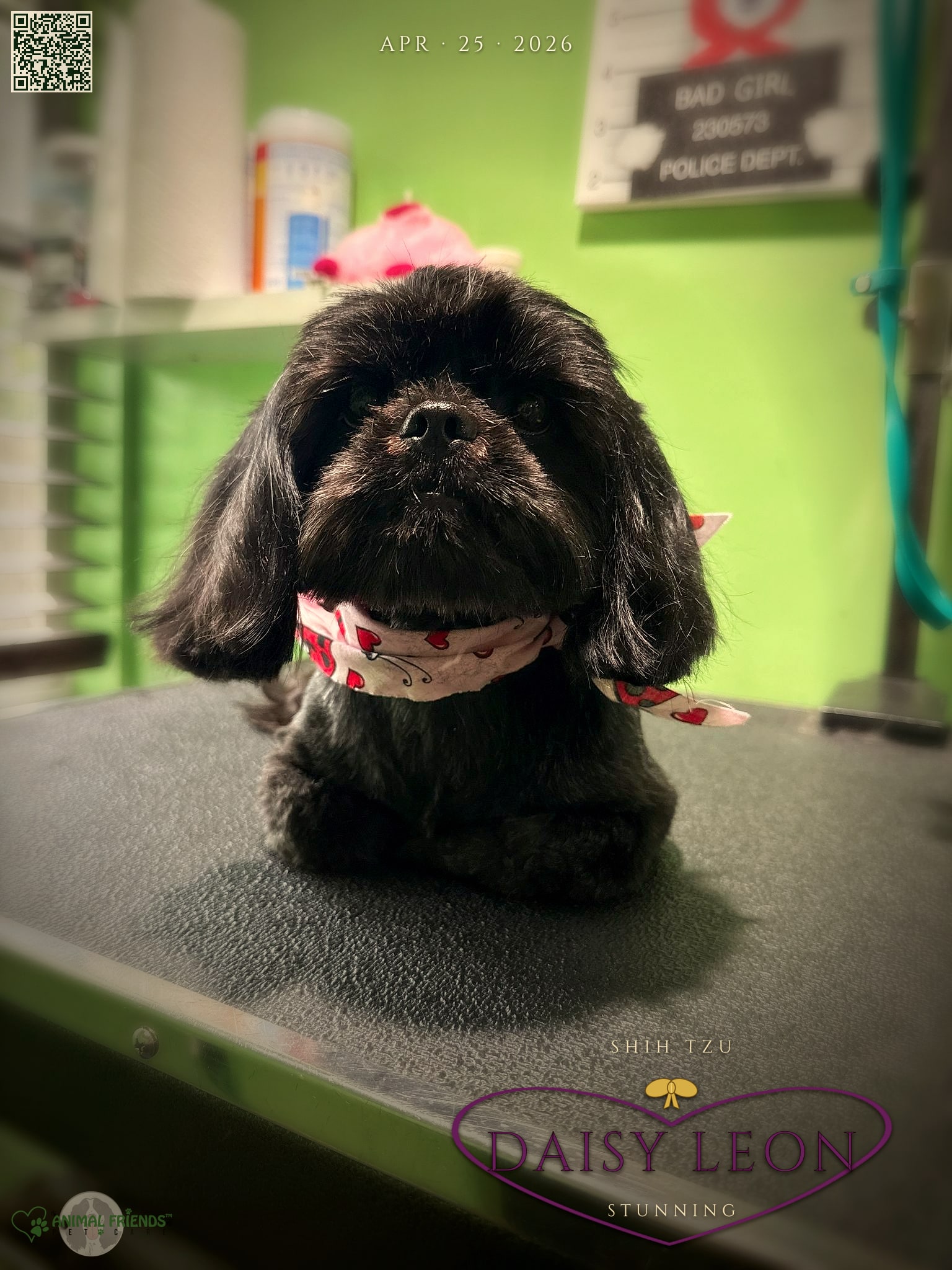 Daisy Leon - Grooming at Animal Friends Pet Care