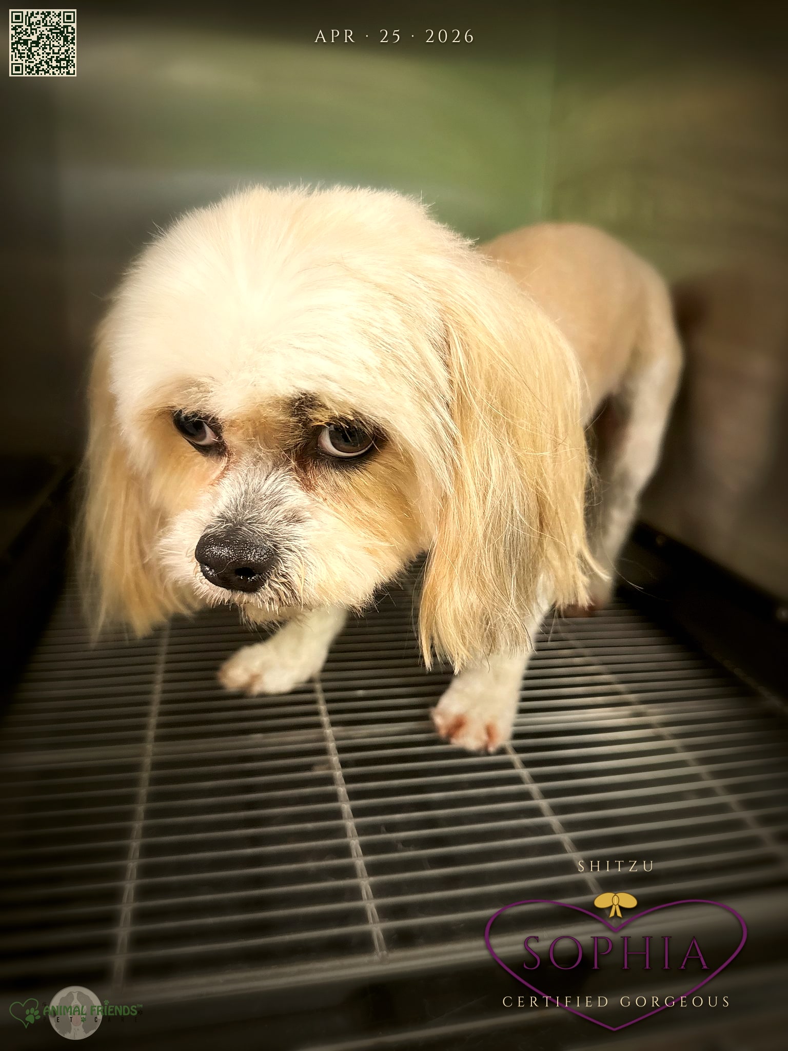 Sophia - Grooming at Animal Friends Pet Care