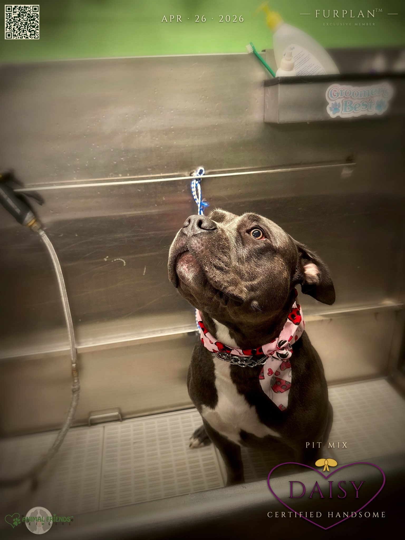 Daisy - Grooming at Animal Friends Pet Care