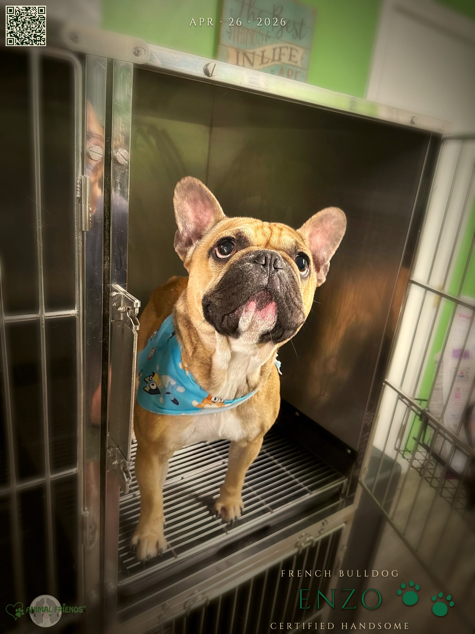 Enzo - Grooming at Animal Friends Pet Care