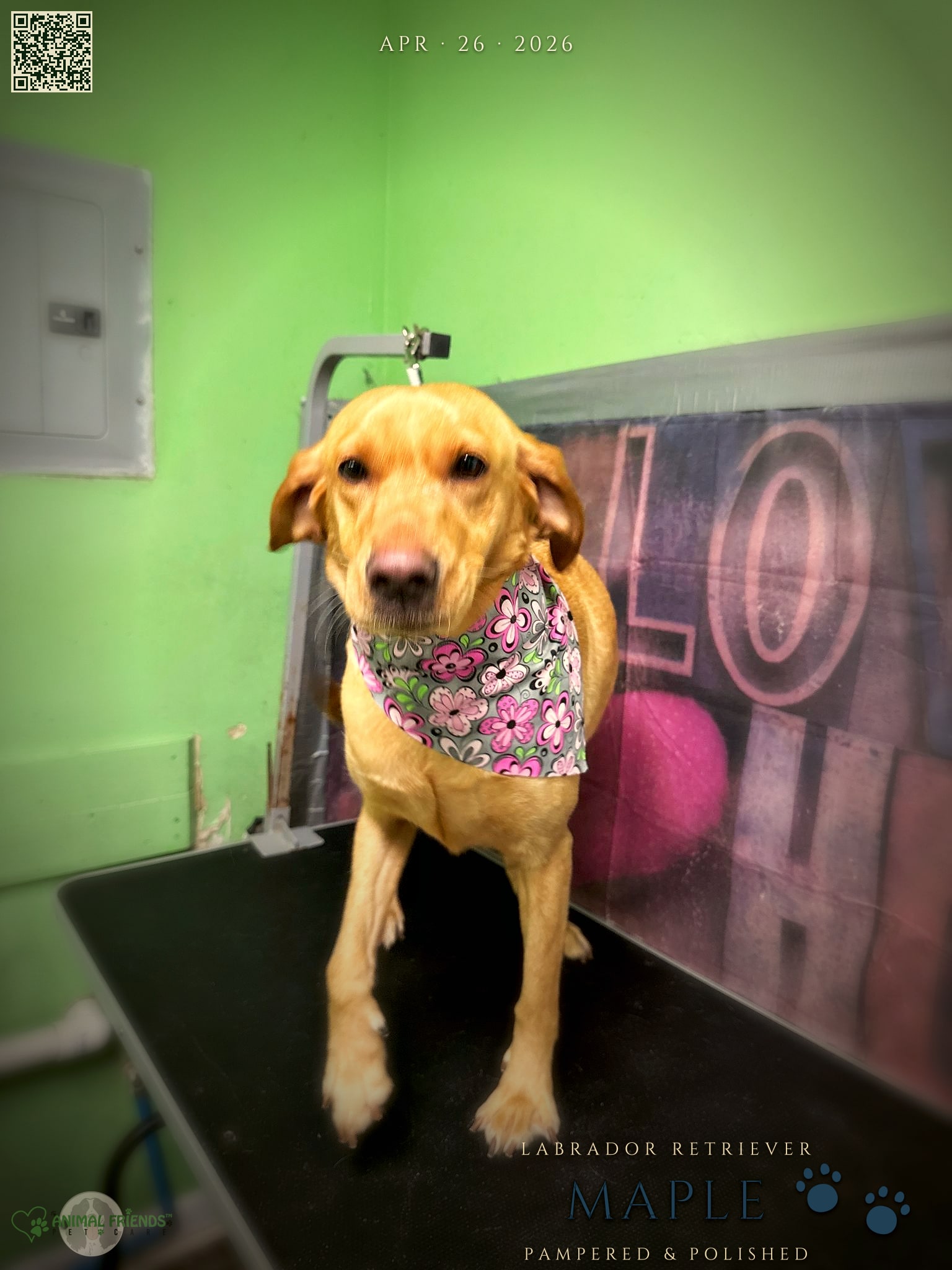 Maple - Grooming at Animal Friends Pet Care