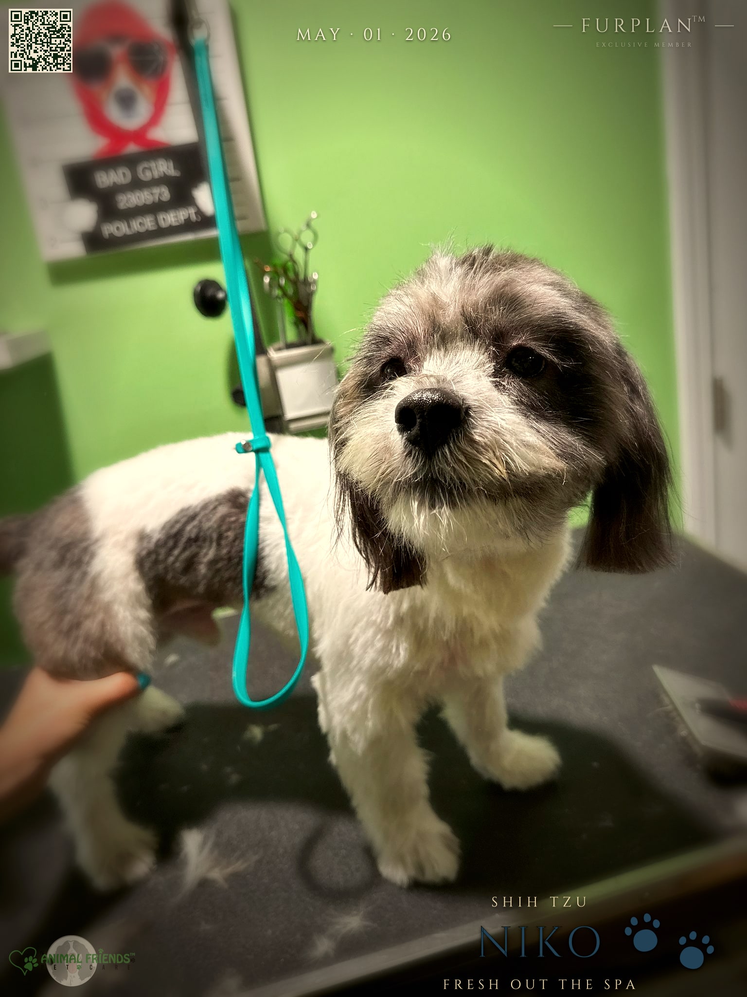Niko - Grooming at Animal Friends Pet Care