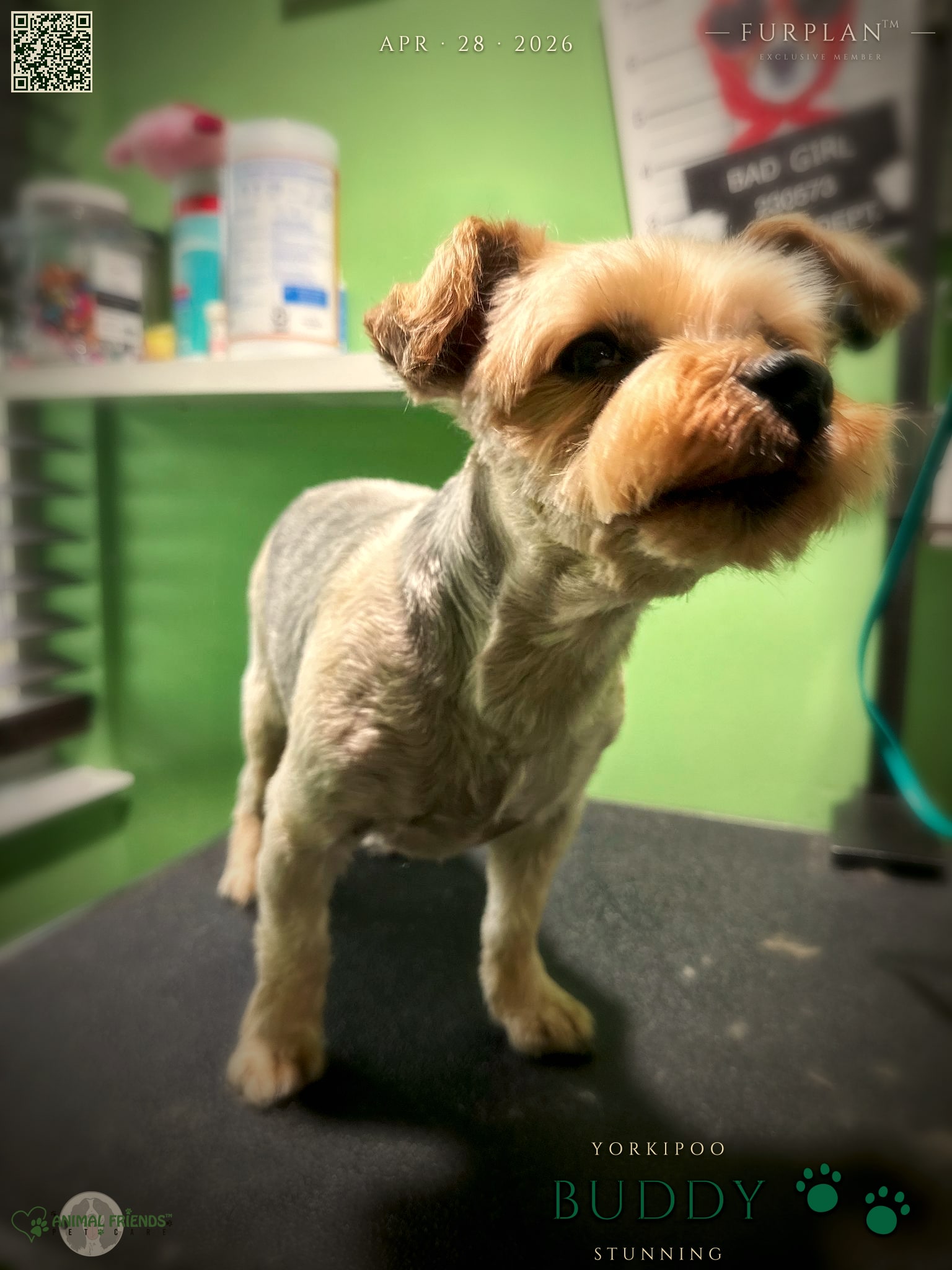 Buddy - Grooming at Animal Friends Pet Care