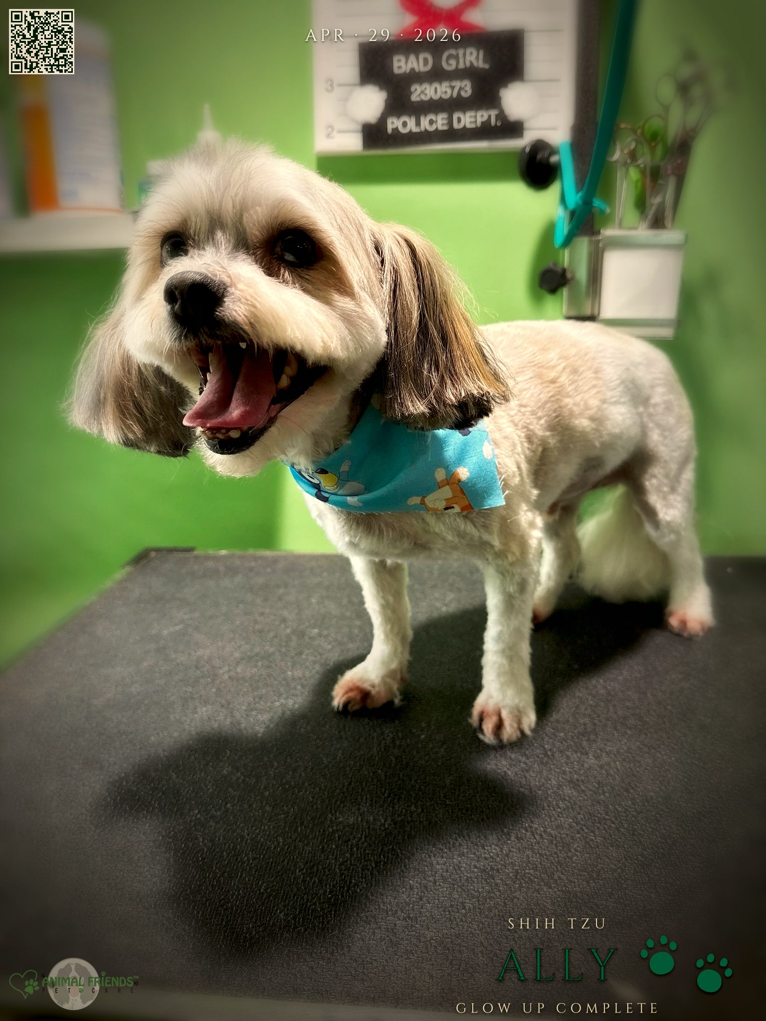 Ally - Grooming at Animal Friends Pet Care