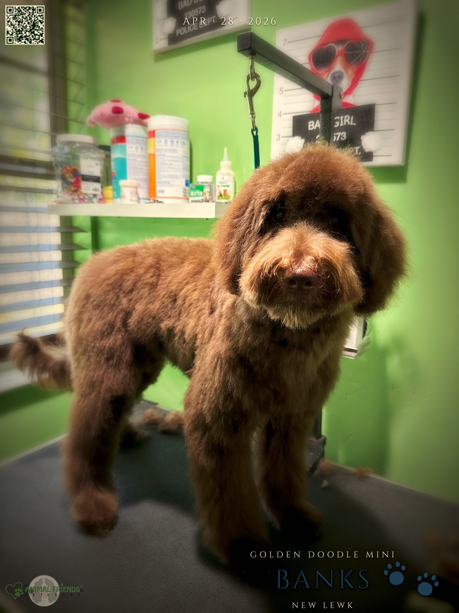 Banks - Grooming at Animal Friends Pet Care