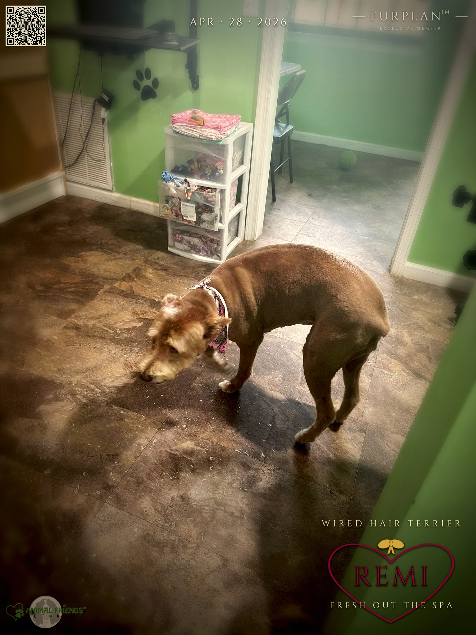 Remi - Grooming at Animal Friends Pet Care