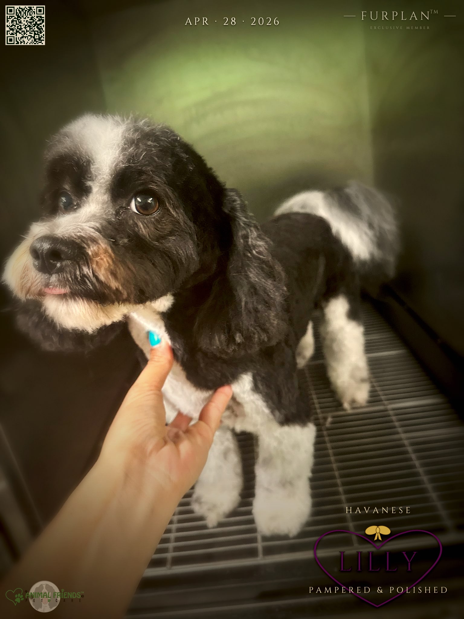 Lilly - Grooming at Animal Friends Pet Care