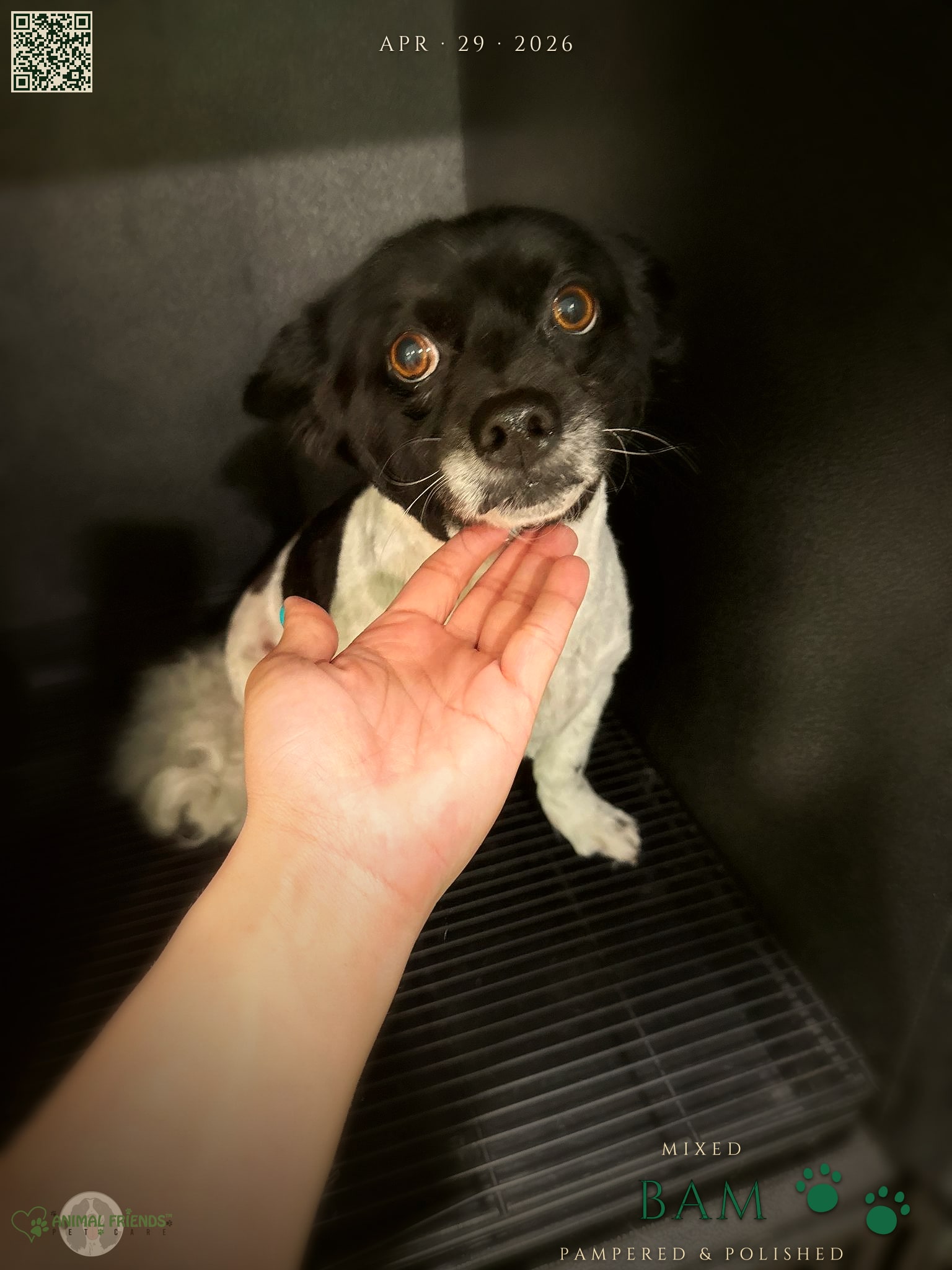 Bam - Grooming at Animal Friends Pet Care