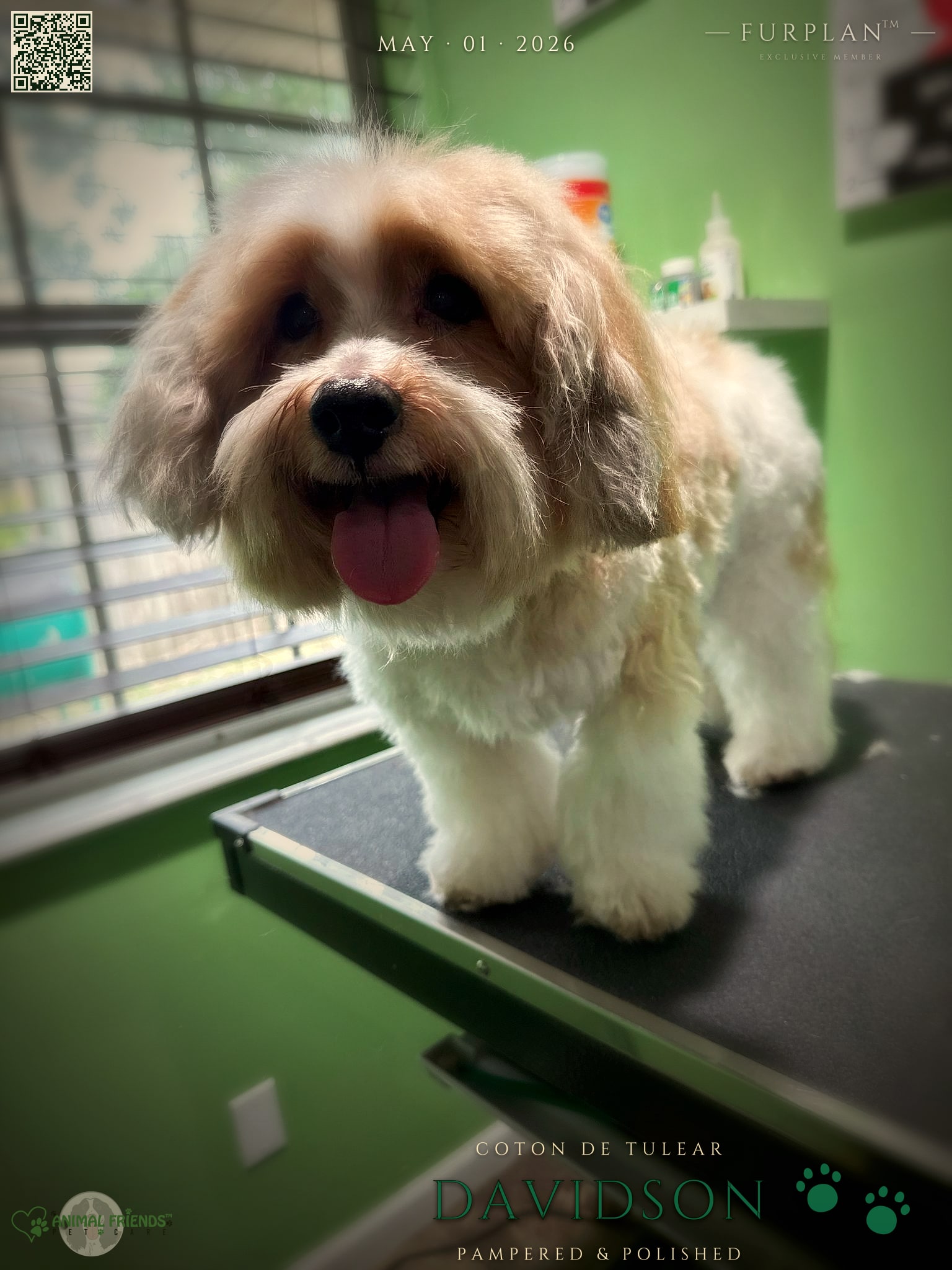 Davidson - Grooming at Animal Friends Pet Care