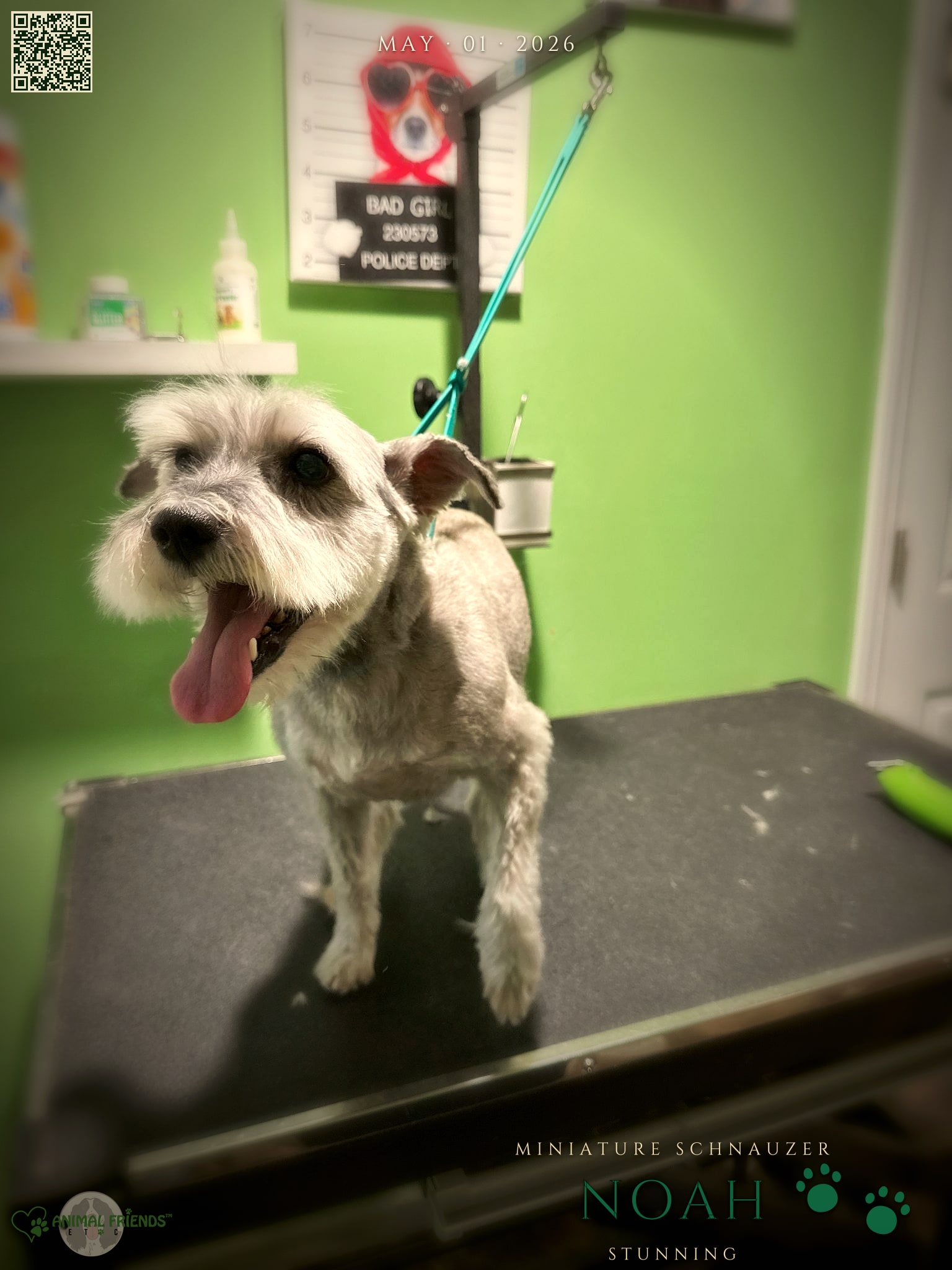 Noah - Grooming at Animal Friends Pet Care