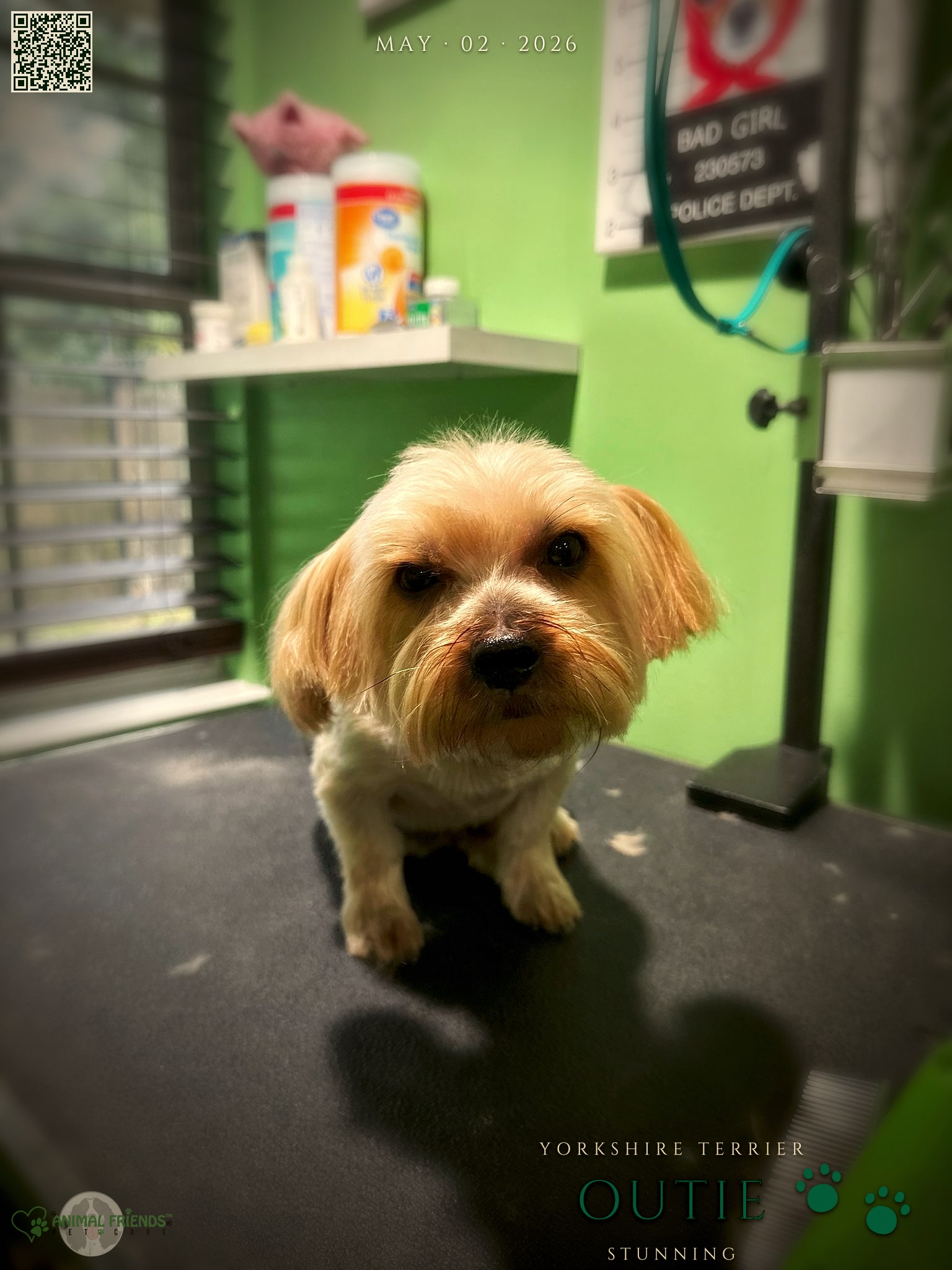 Outie - Grooming at Animal Friends Pet Care
