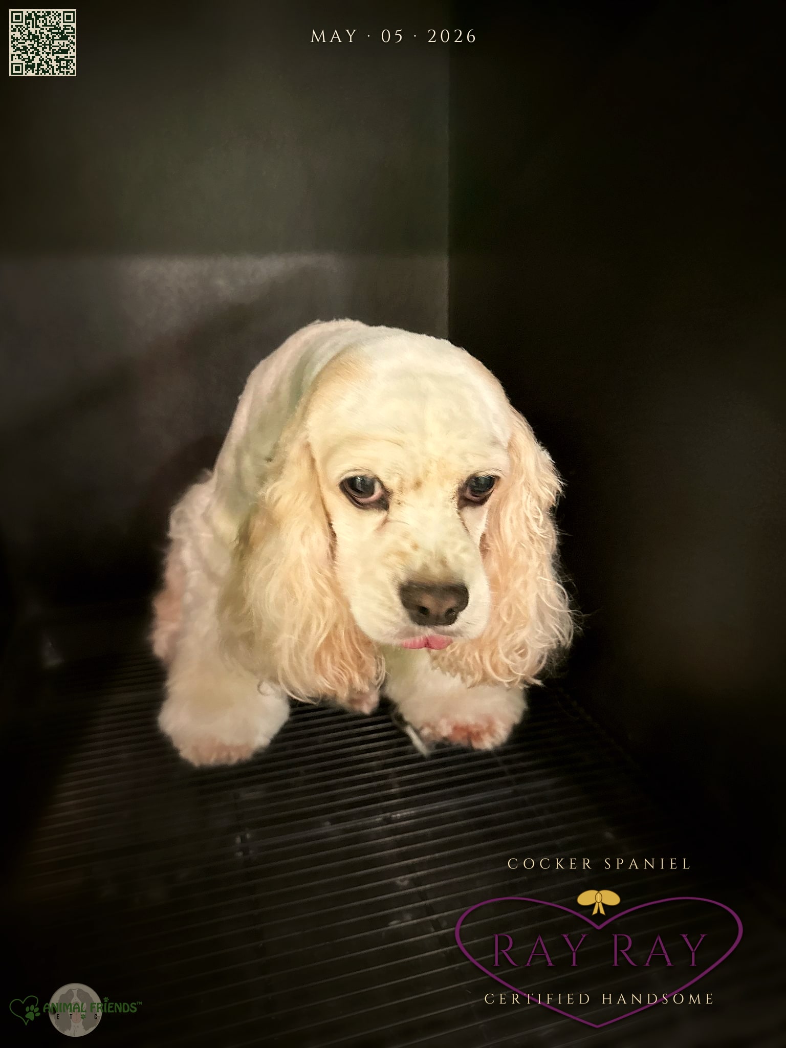 Ray Ray - Grooming at Animal Friends Pet Care