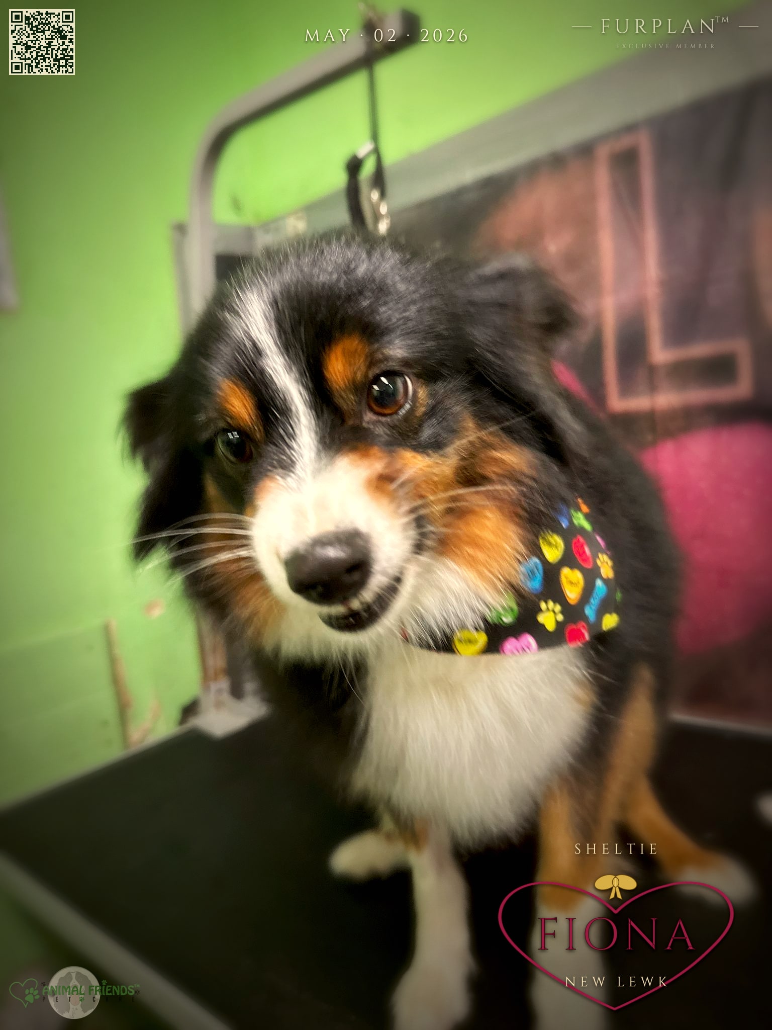 Fiona - Grooming at Animal Friends Pet Care