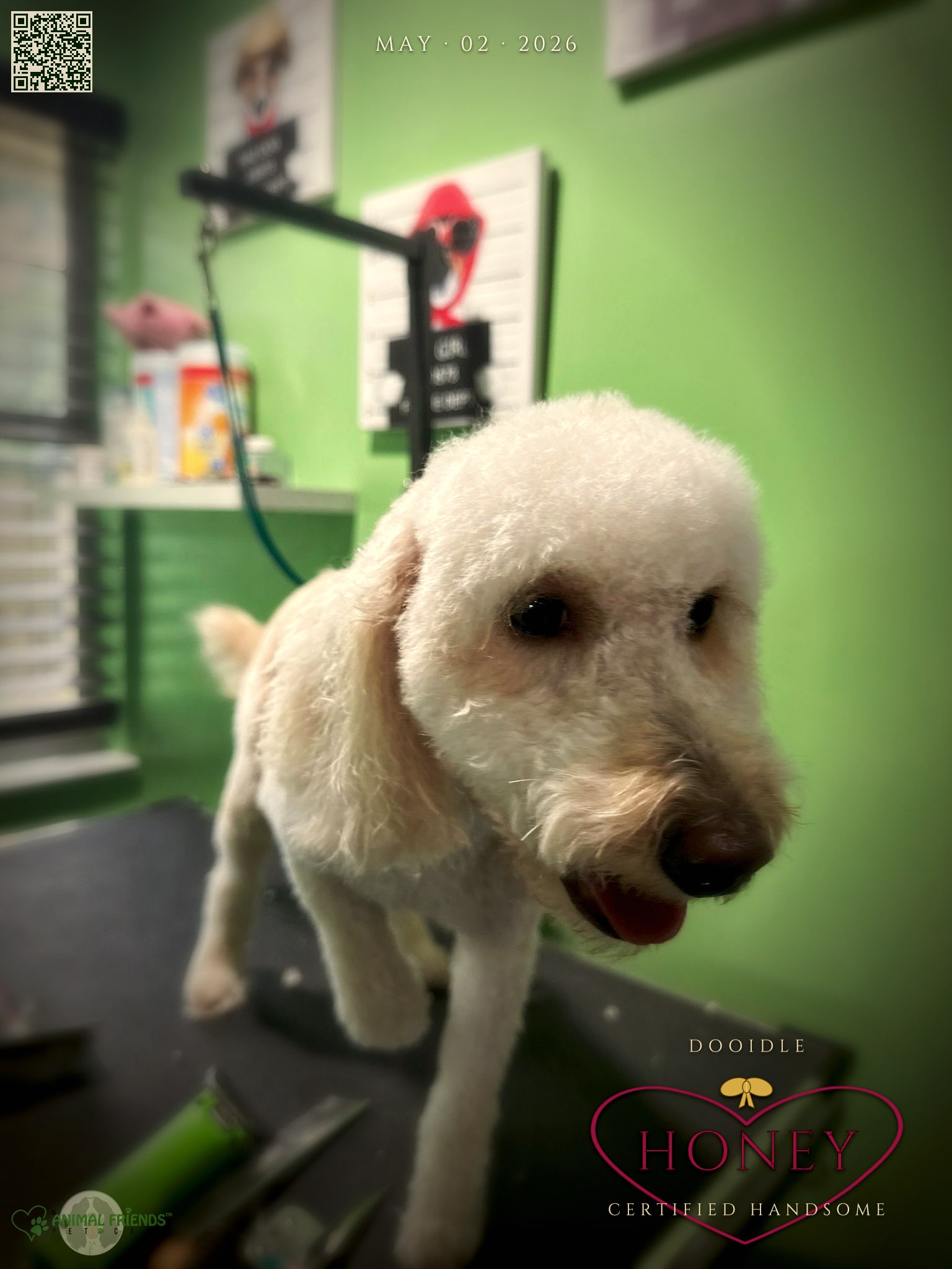 Honey - Grooming at Animal Friends Pet Care