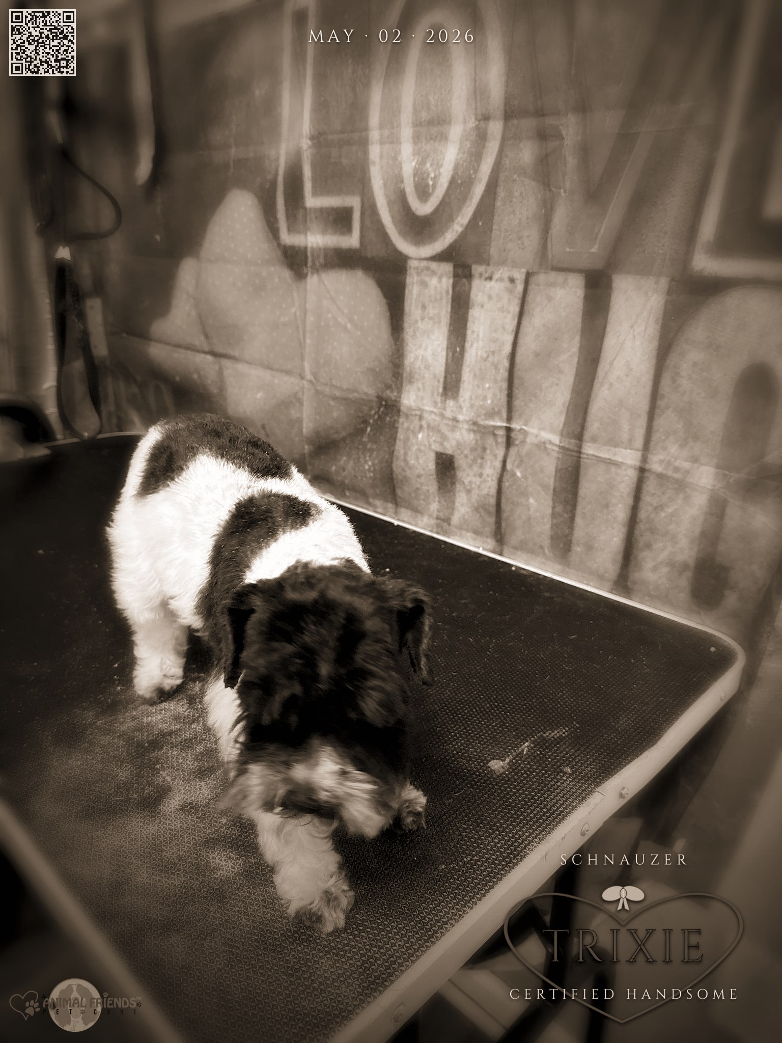Trixie - Grooming at Animal Friends Pet Care
