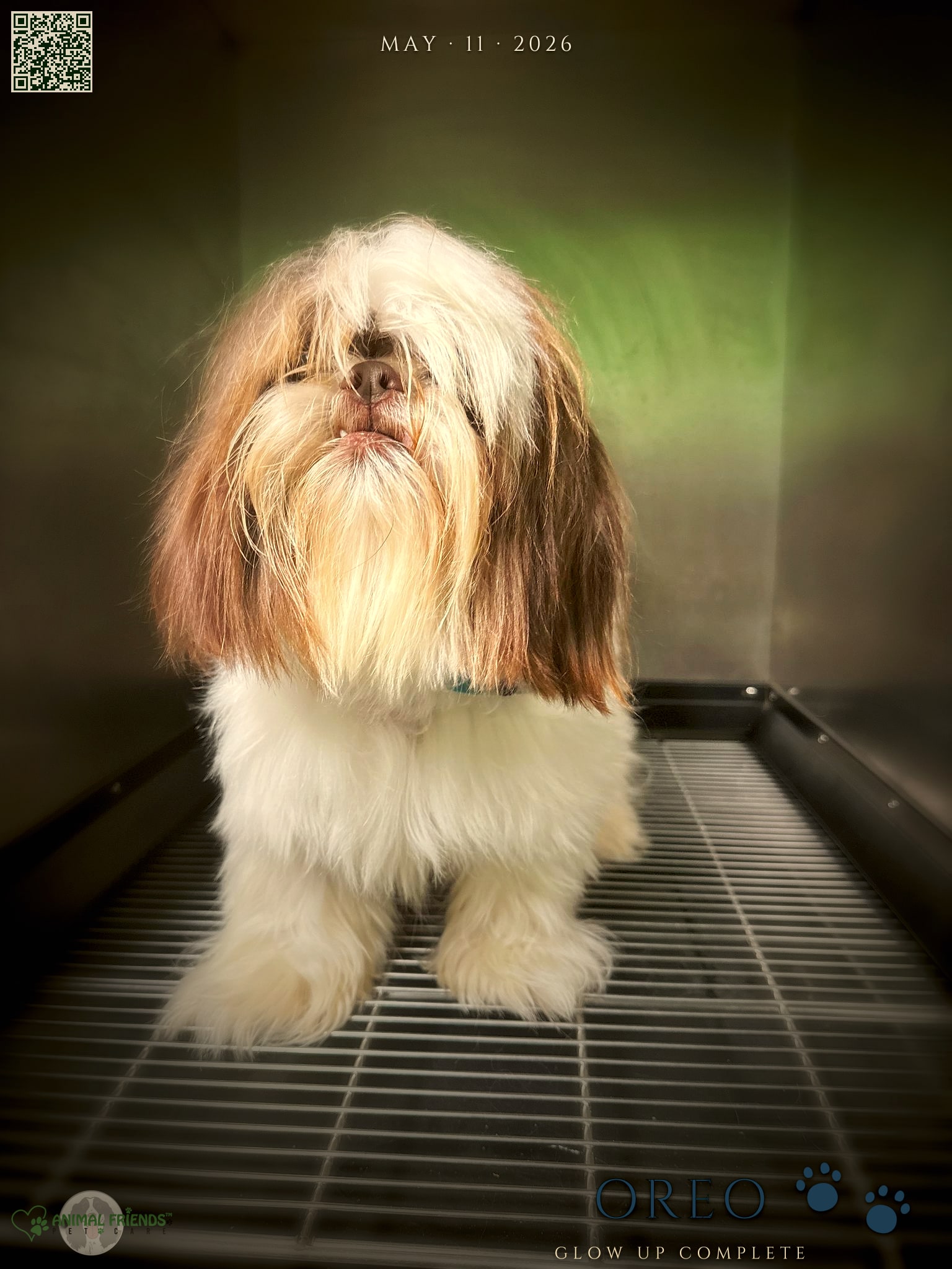 Oreo - Grooming at Animal Friends Pet Care
