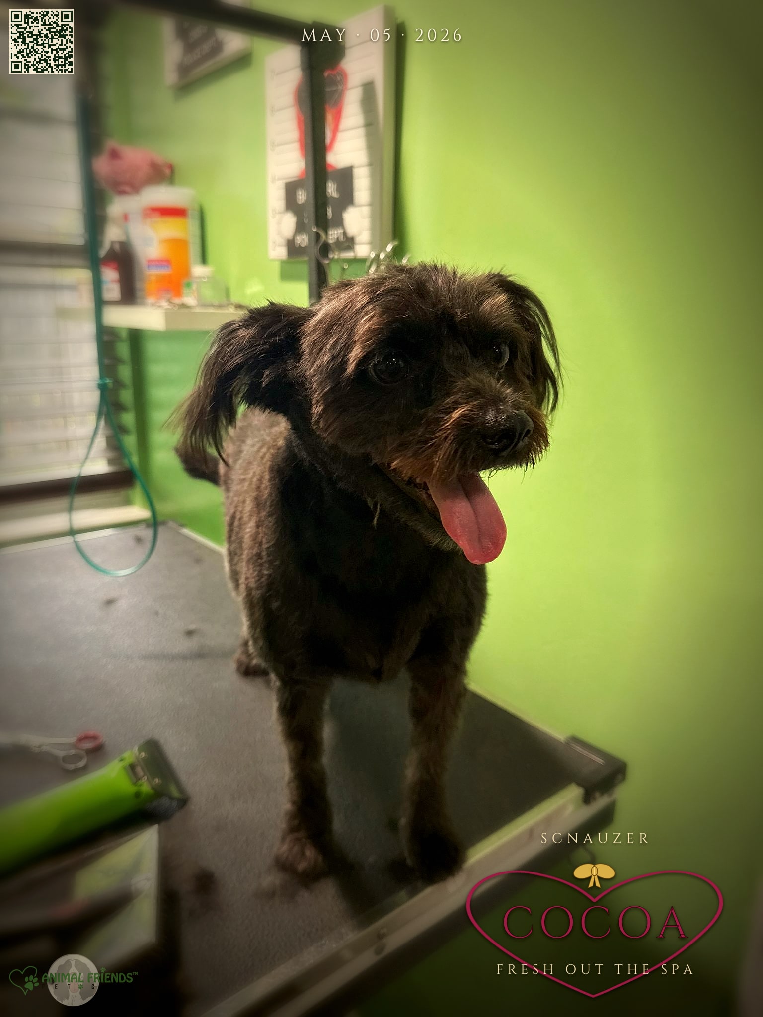 Cocoa - Grooming at Animal Friends Pet Care
