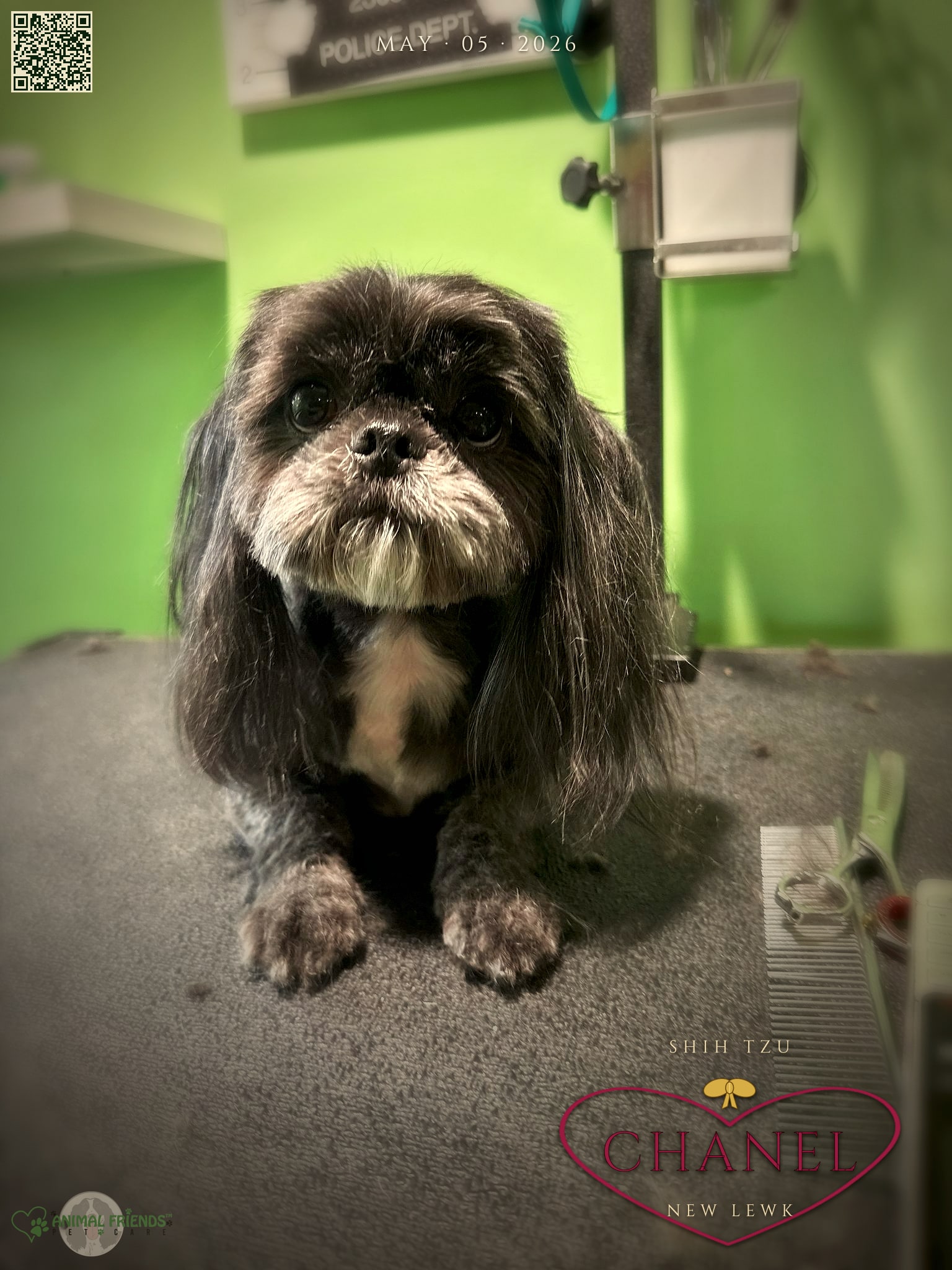 Chanel - Grooming at Animal Friends Pet Care