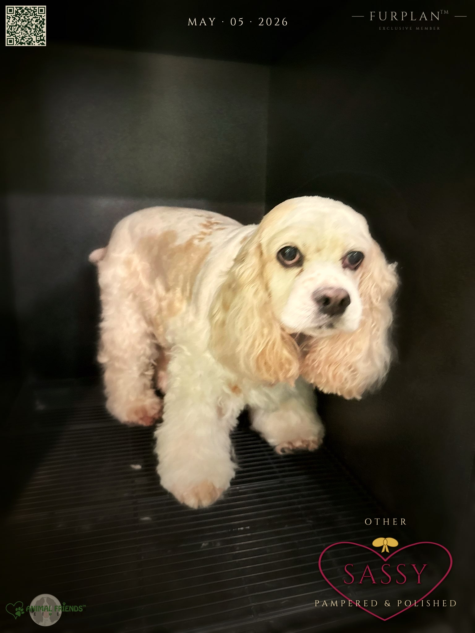 Sassy - Grooming at Animal Friends Pet Care