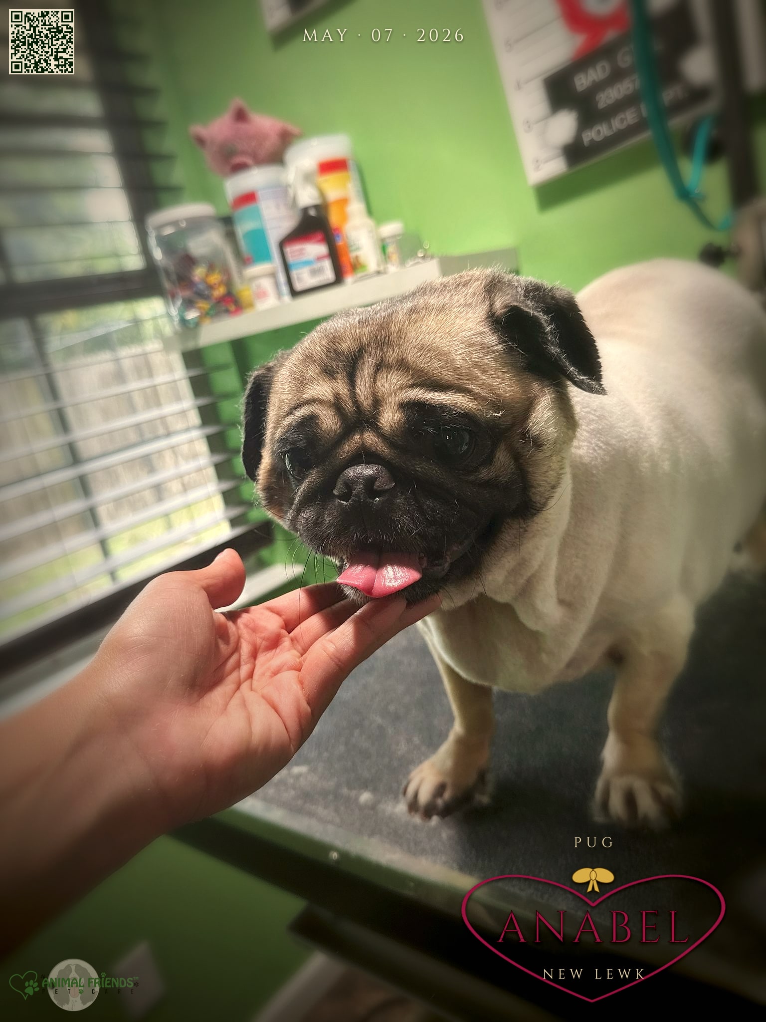 anabel - Grooming at Animal Friends Pet Care