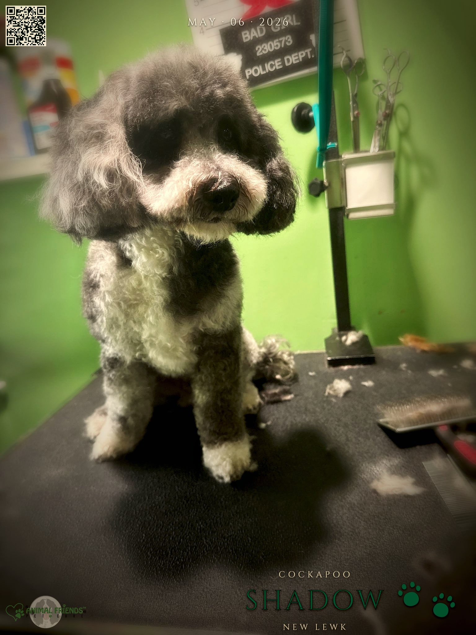 shadow - Grooming at Animal Friends Pet Care