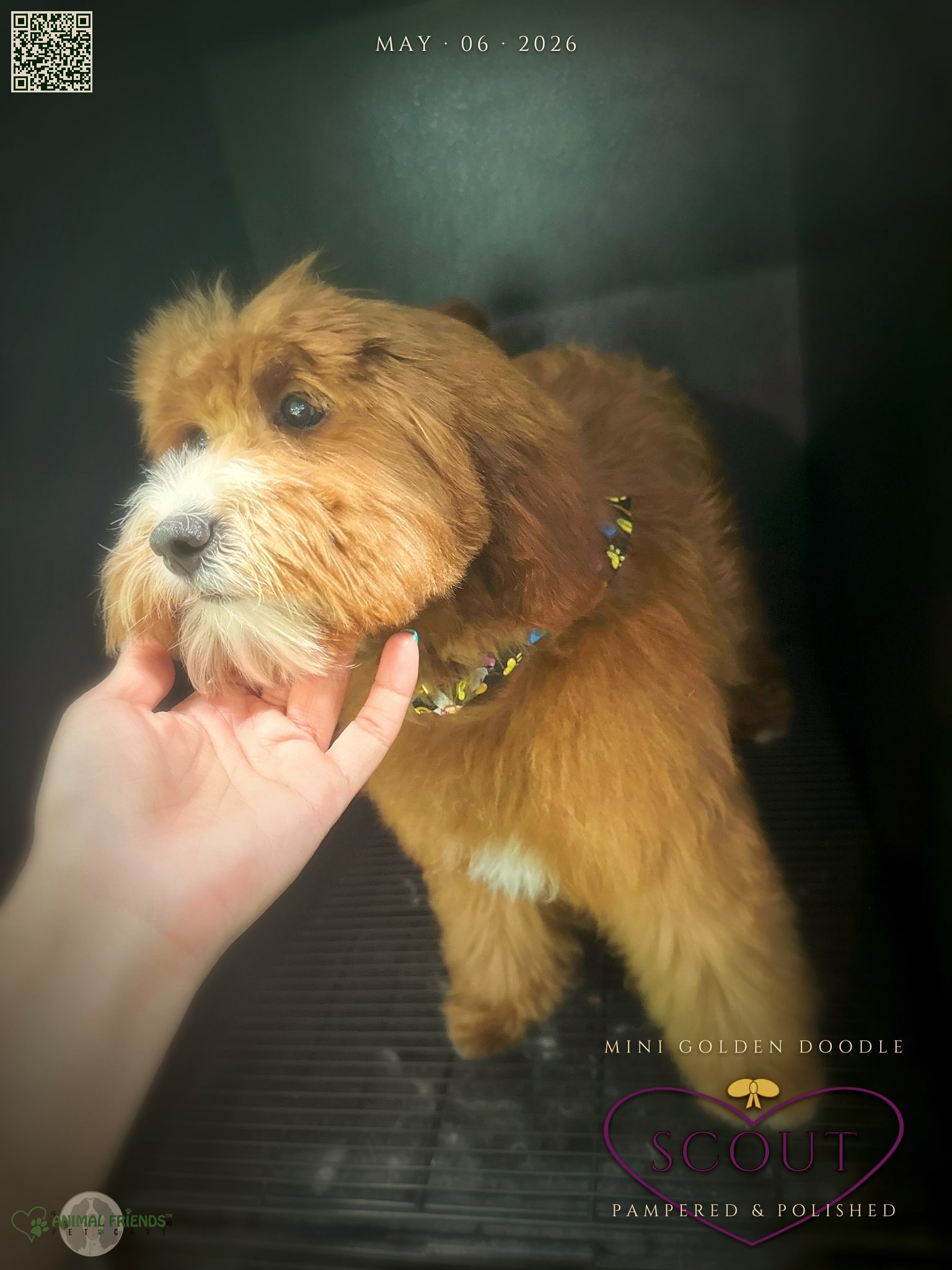 Scout - Grooming at Animal Friends Pet Care