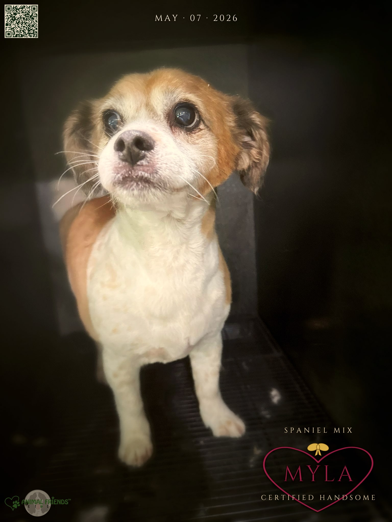 Myla - Grooming at Animal Friends Pet Care