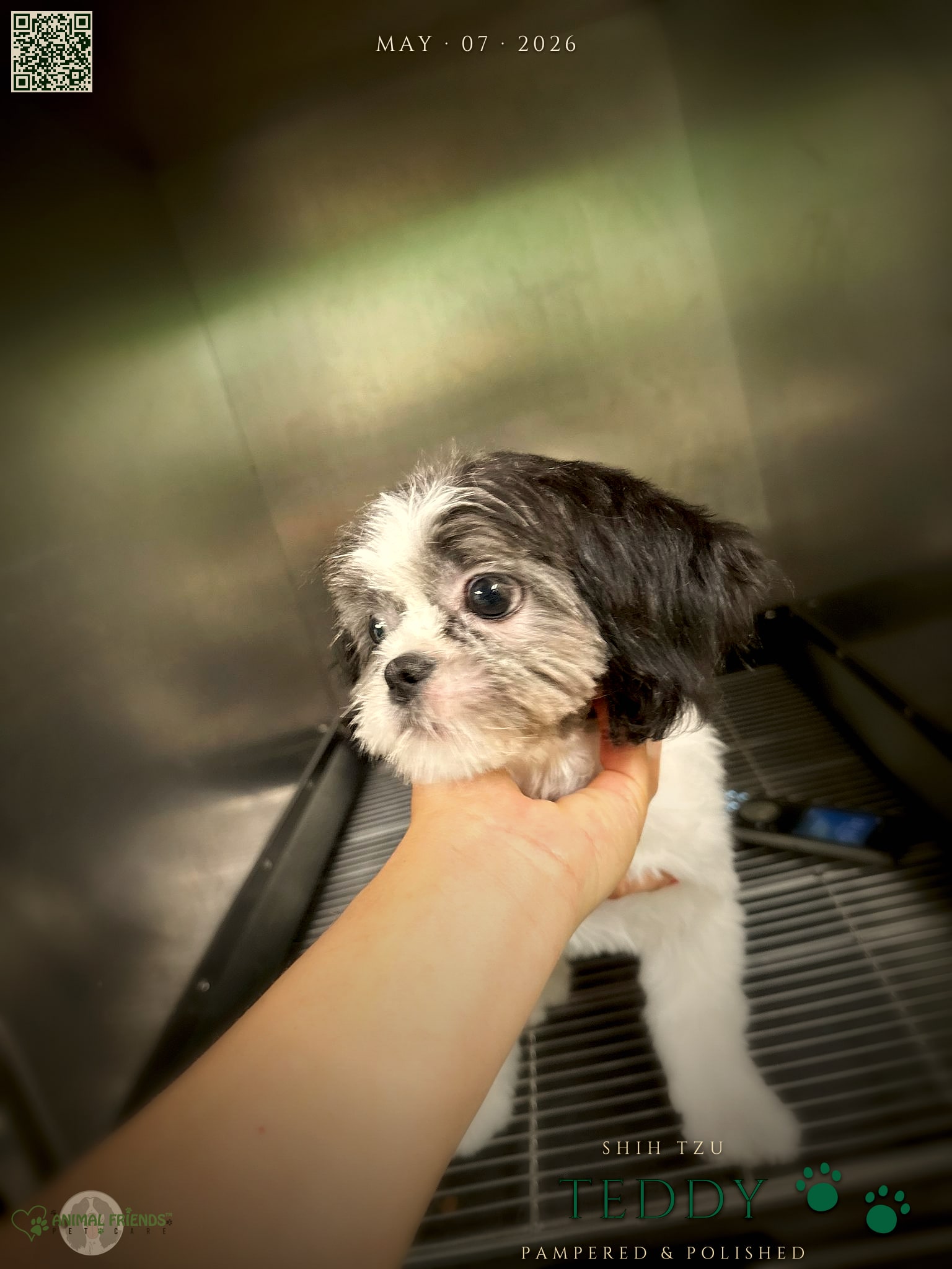 Teddy - Grooming at Animal Friends Pet Care
