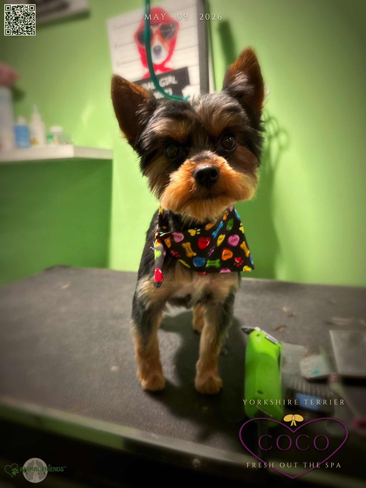 Coco - Grooming at Animal Friends Pet Care