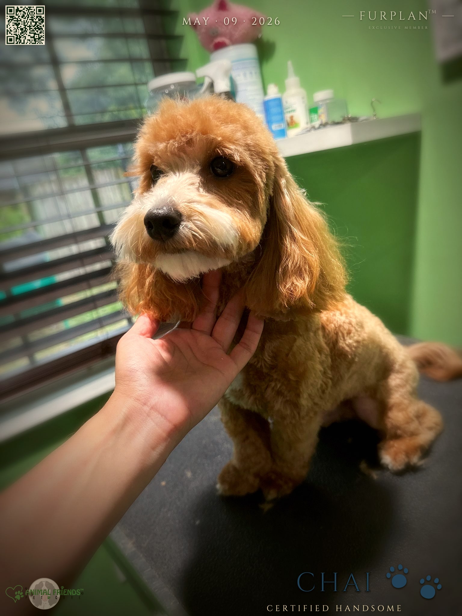 Chai - Grooming at Animal Friends Pet Care