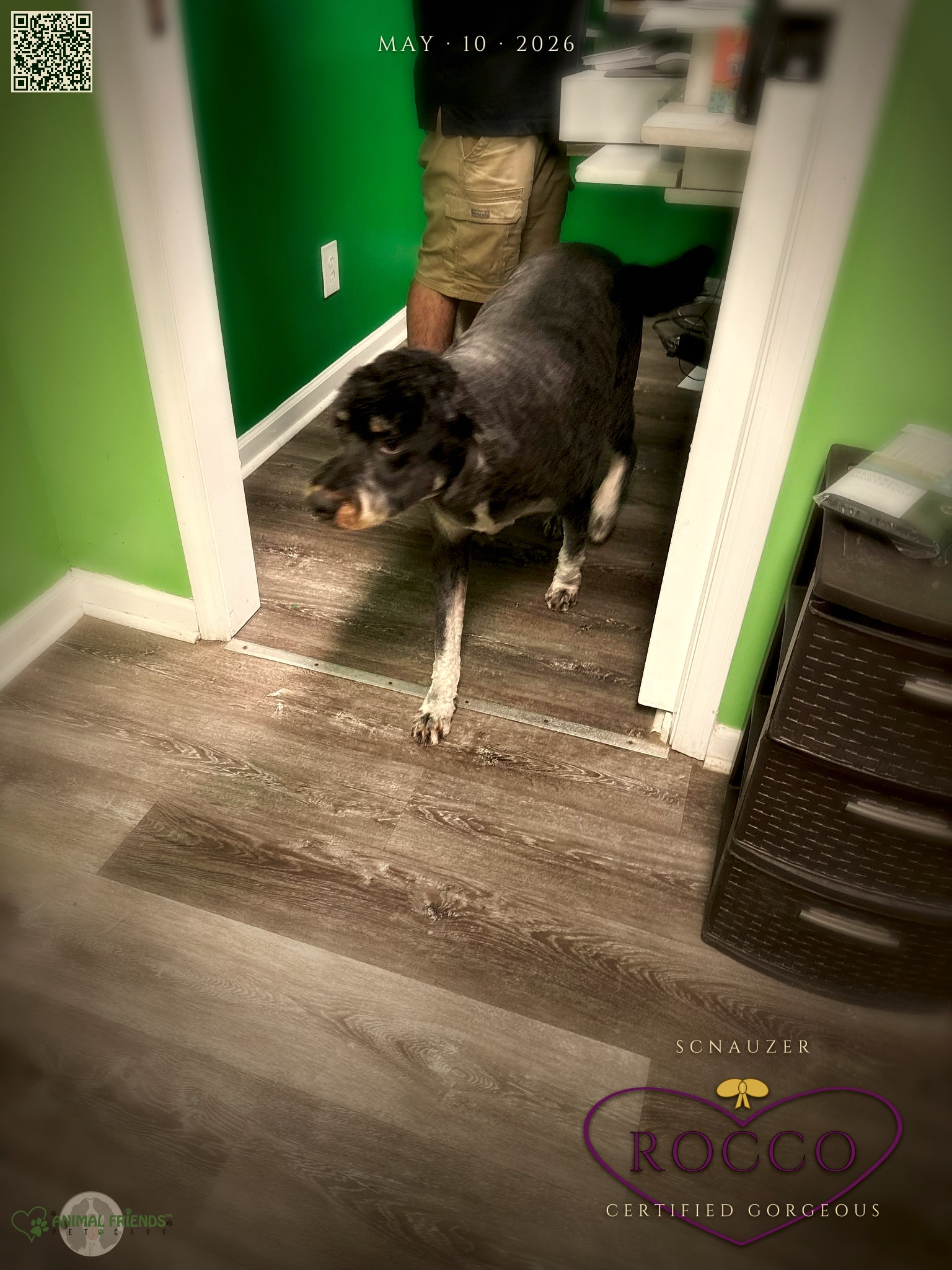 Rocco - Grooming at Animal Friends Pet Care
