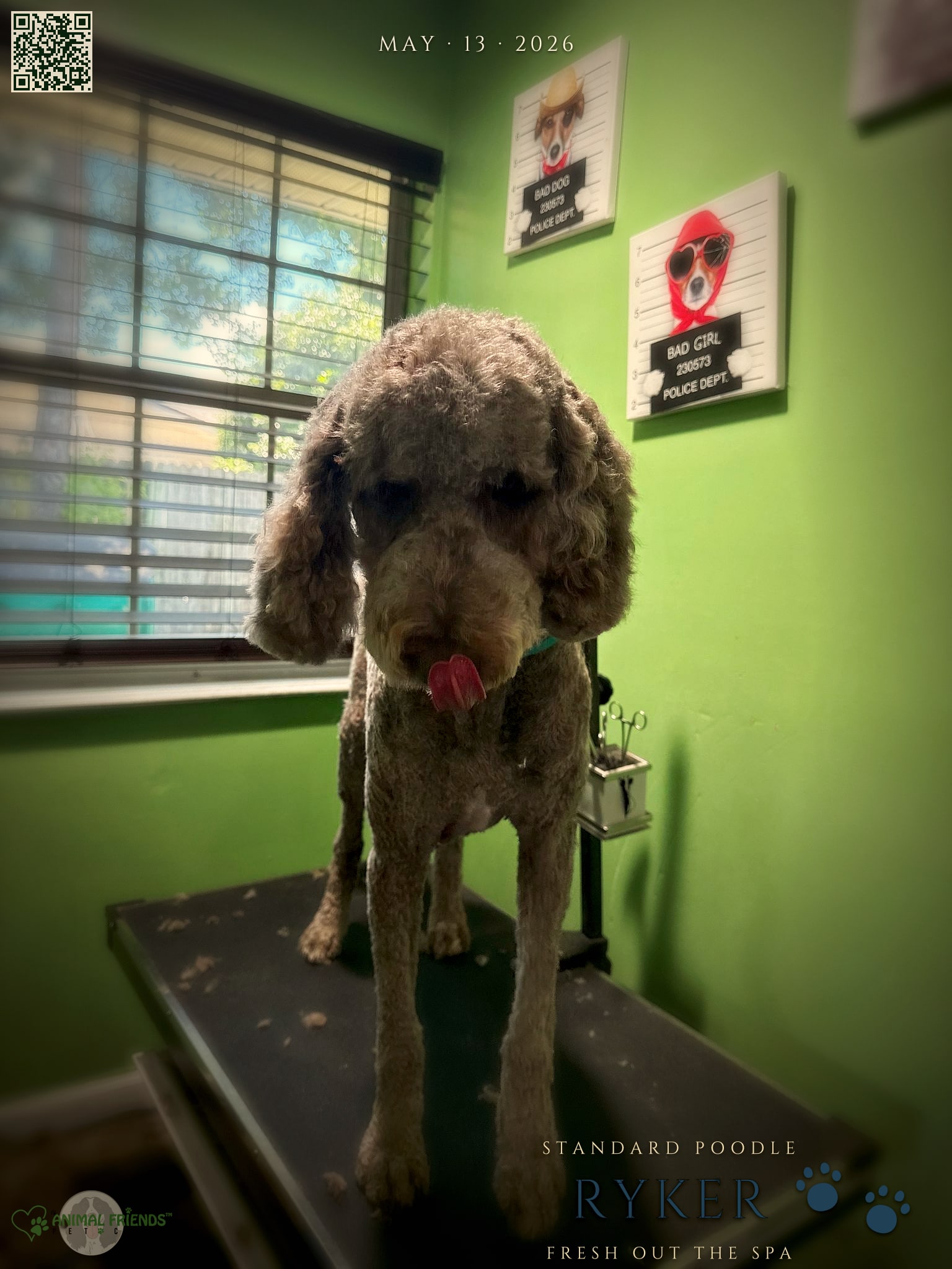 Ryker - Grooming at Animal Friends Pet Care