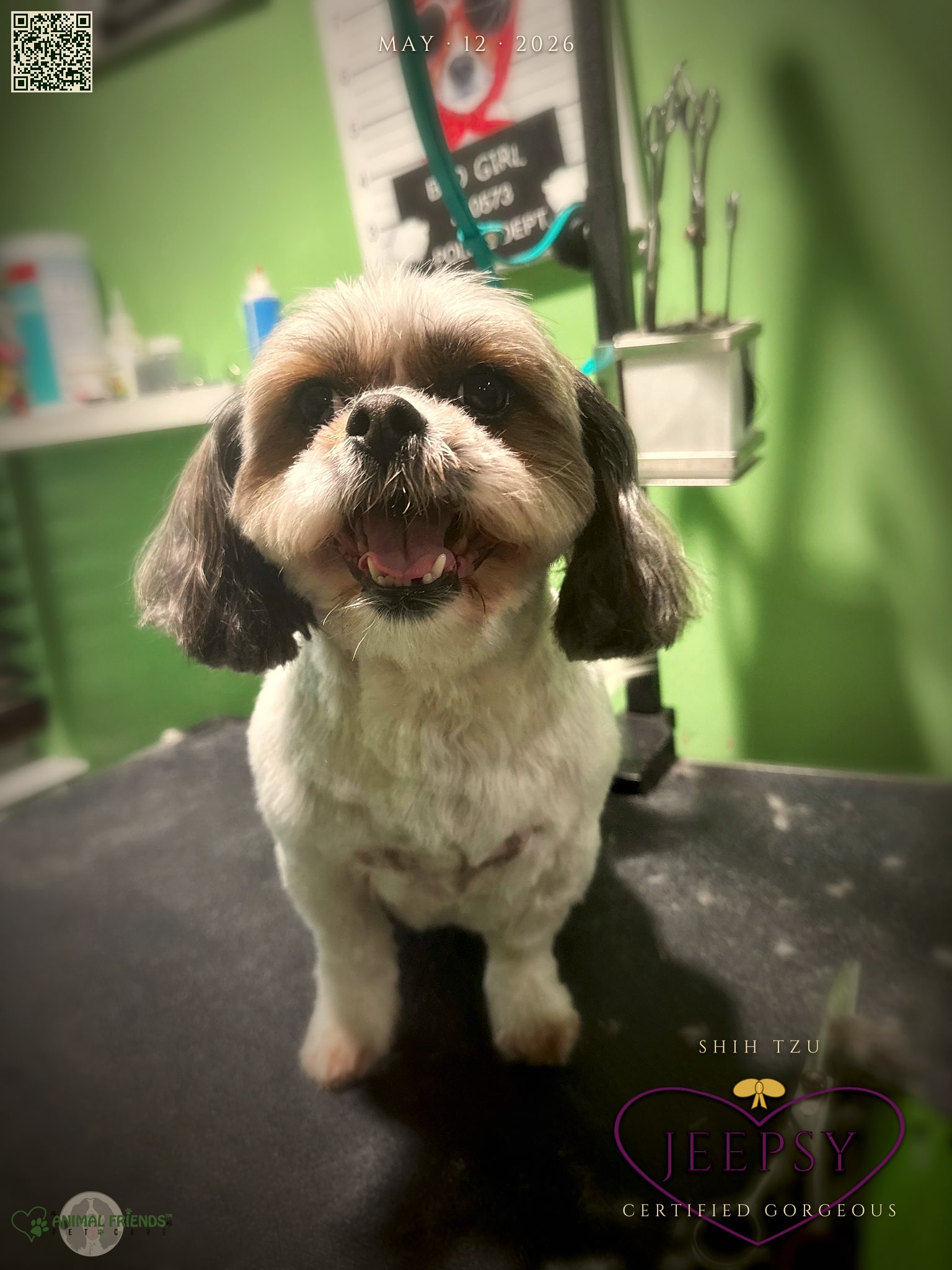 Jeepsy - Grooming at Animal Friends Pet Care