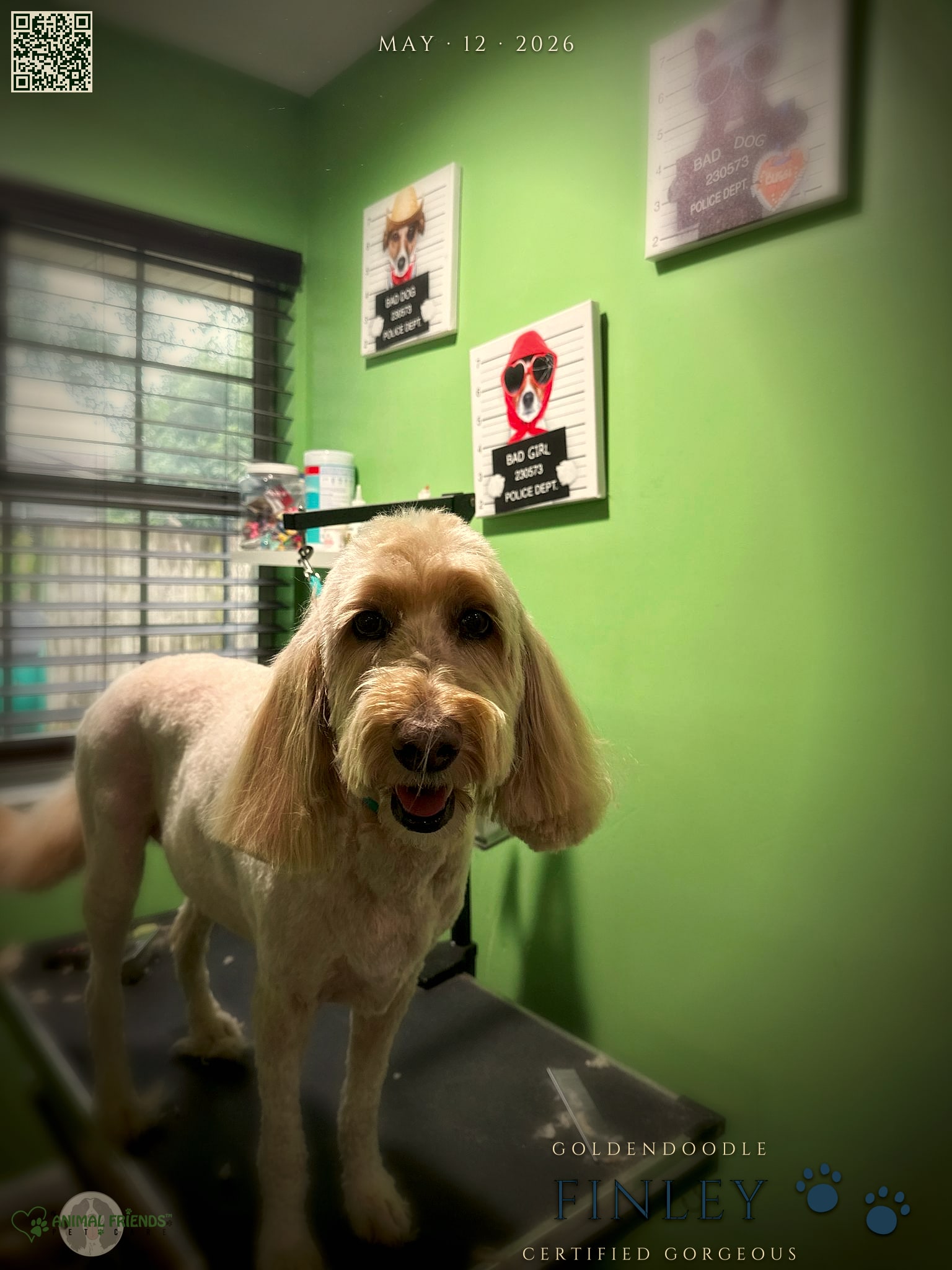 Finley - Grooming at Animal Friends Pet Care