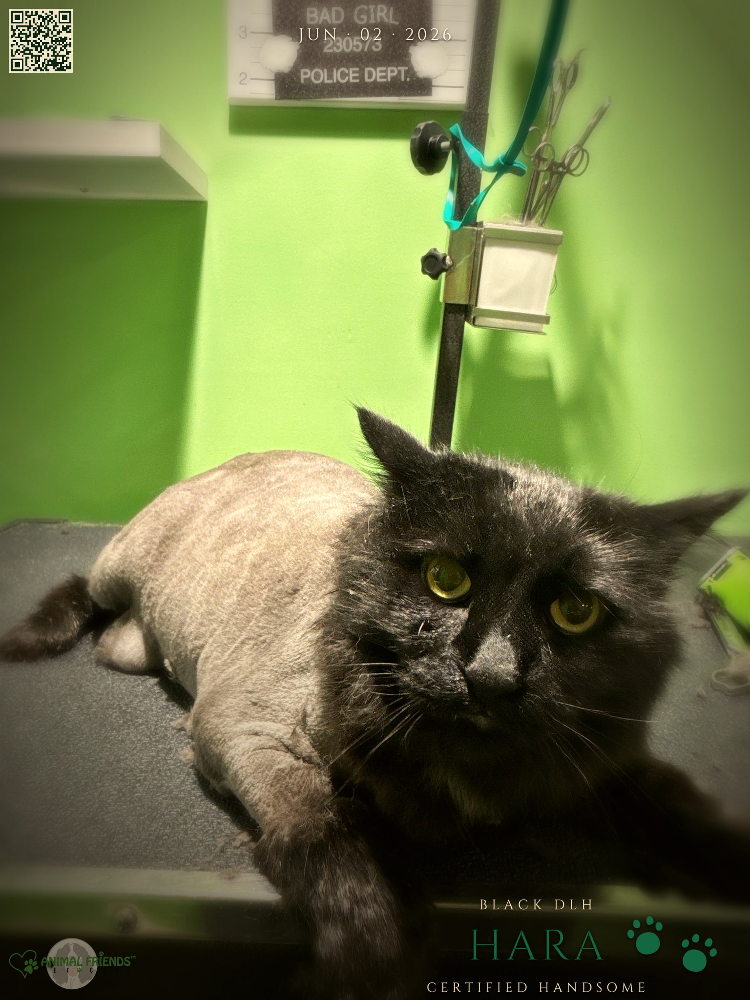 Hara - Grooming at Animal Friends Pet Care