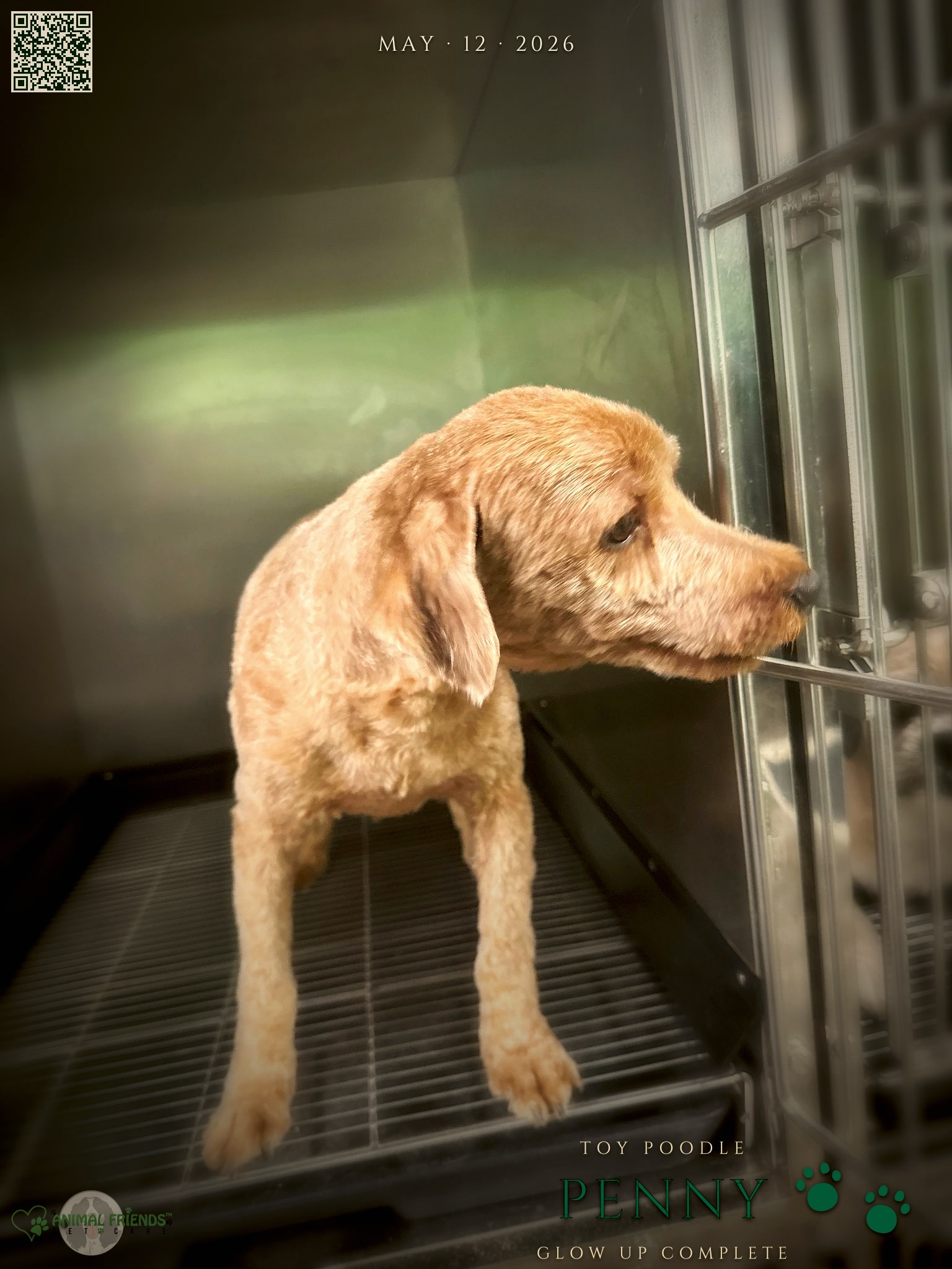 penny - Grooming at Animal Friends Pet Care