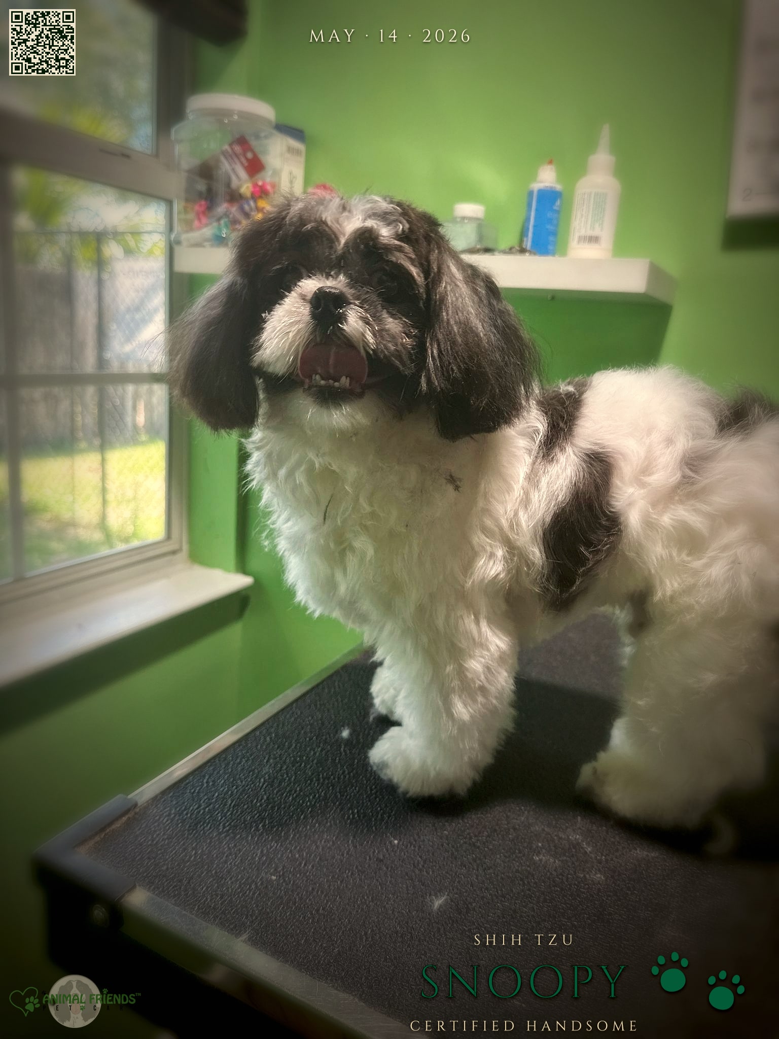 Snoopy - Grooming at Animal Friends Pet Care